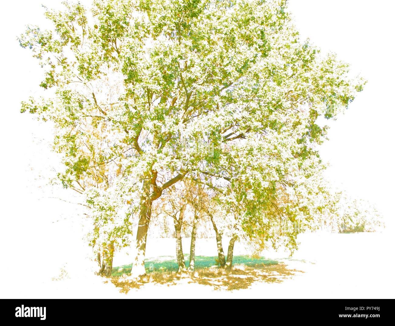 Art photo colorful autumn bright oak tree background Stock Photo - Alamy