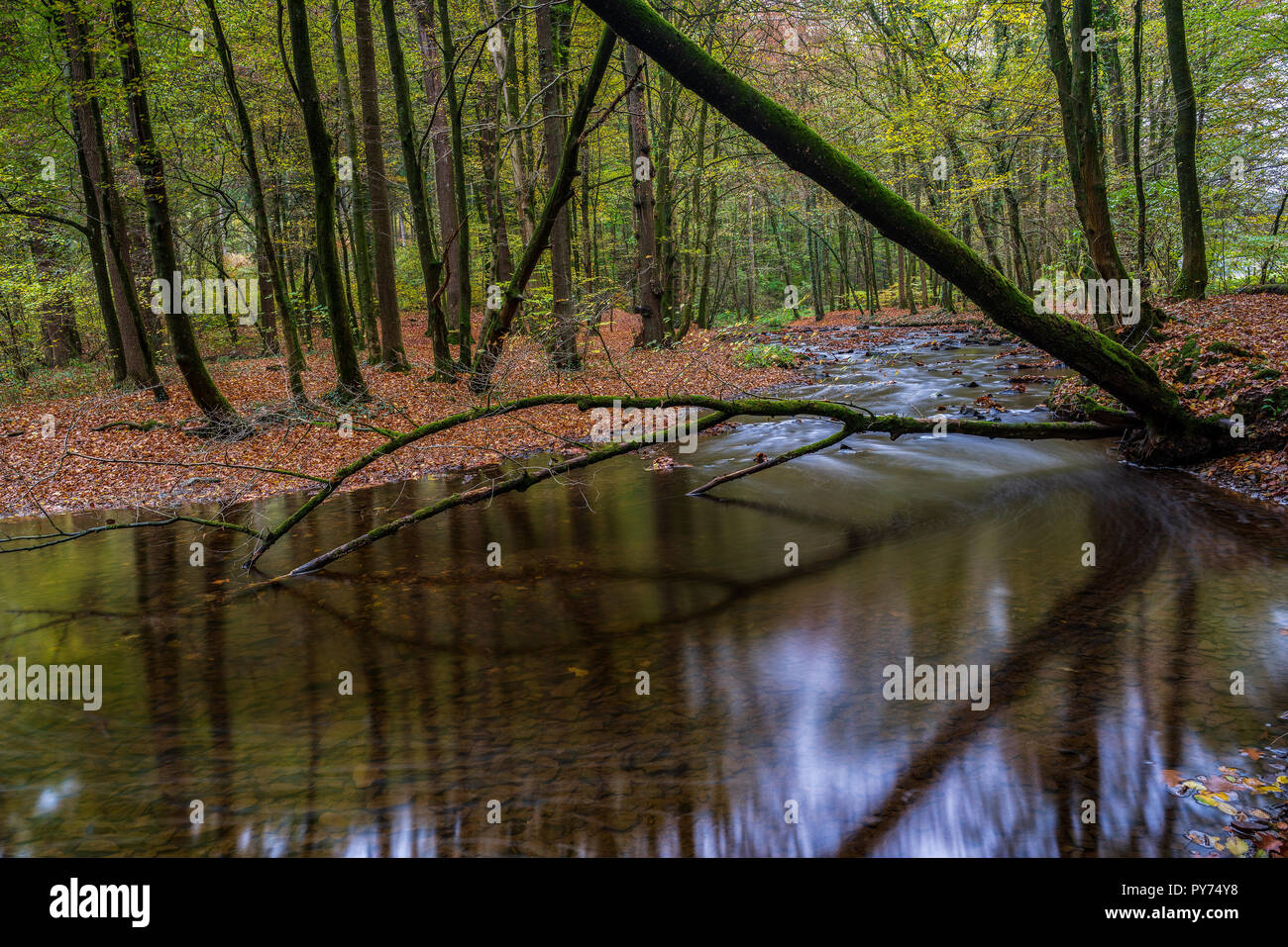 autumn in the forest Stock Photo - Alamy