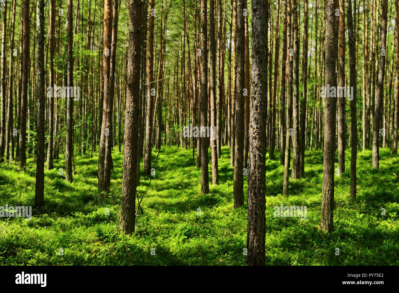 Evergreen coniferous pine forest with green bilberry plants on the forest floor. Pinewood with Scots pine Pinus sylvestris trees in Pomerania, Poland. Stock Photo