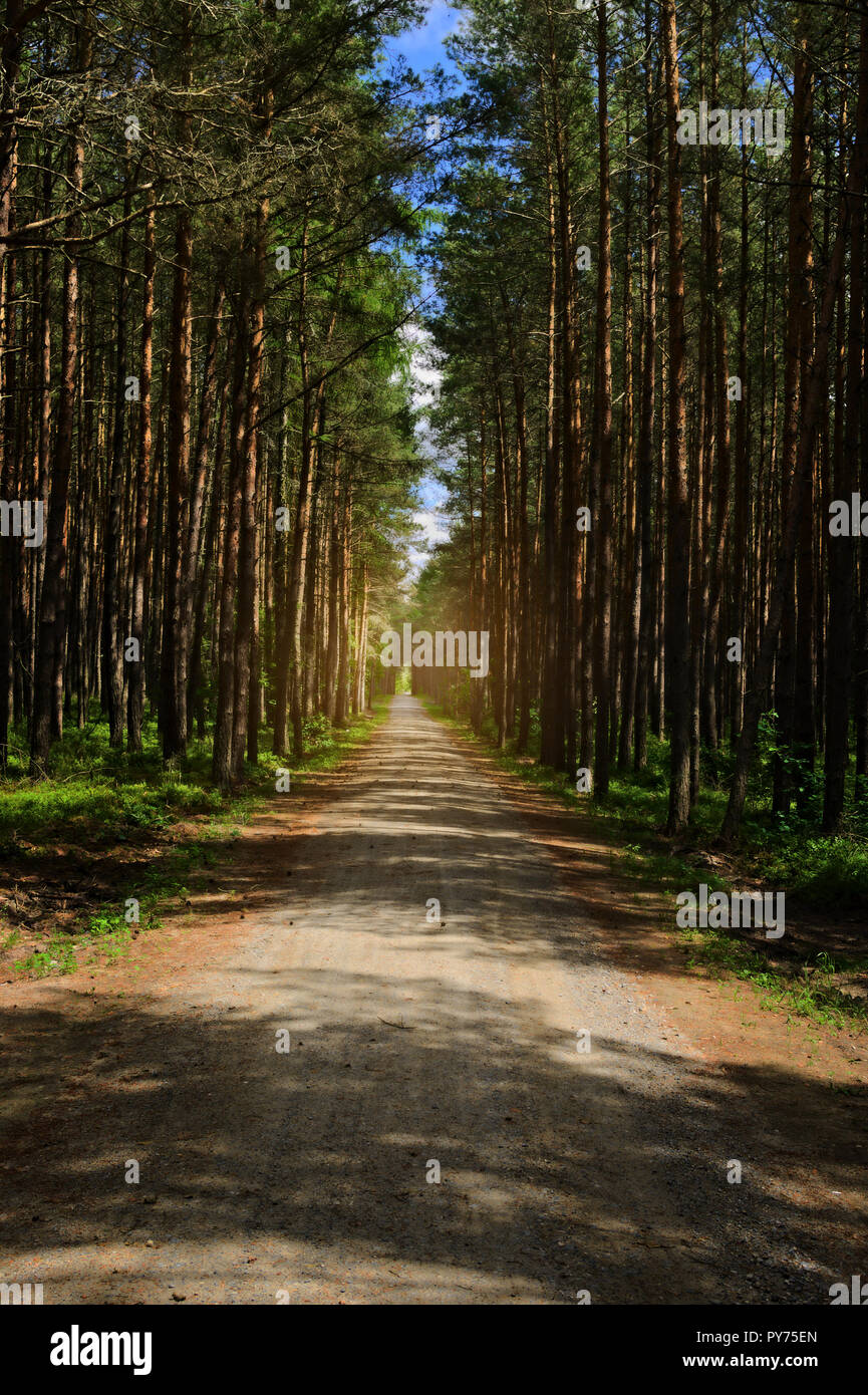 Dirt road or path through dark evergreen coniferous pine forest. Pinewood with Scots or Scotch pine Pinus sylvestris trees in Pomerania, Poland. Stock Photo