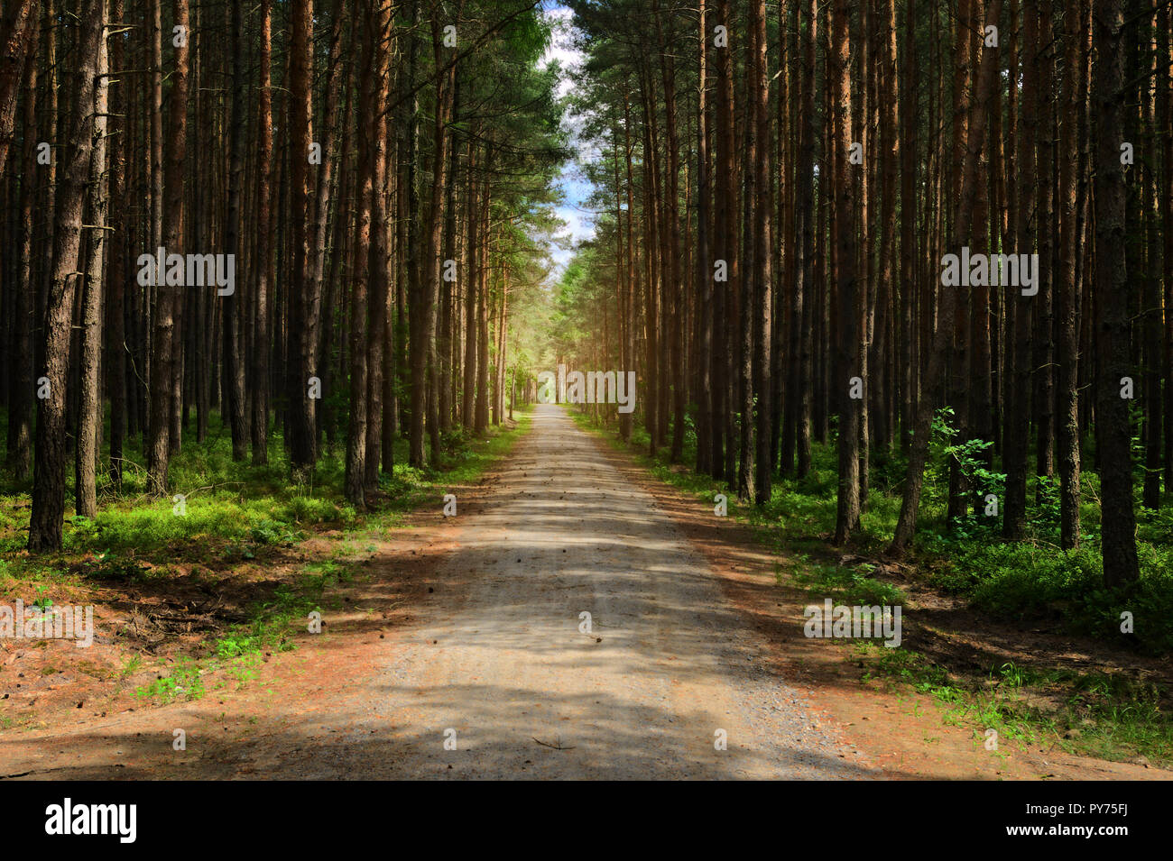 Dirt road or path through dark evergreen coniferous pine forest. Pinewood with Scots or Scotch pine Pinus sylvestris trees in Pomerania, Poland. Stock Photo