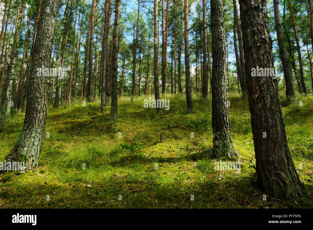 Evergreen coniferous pine forest. Pinewood with Scots or Scotch pine Pinus sylvestris trees growing in Pomerania, Poland. Stock Photo