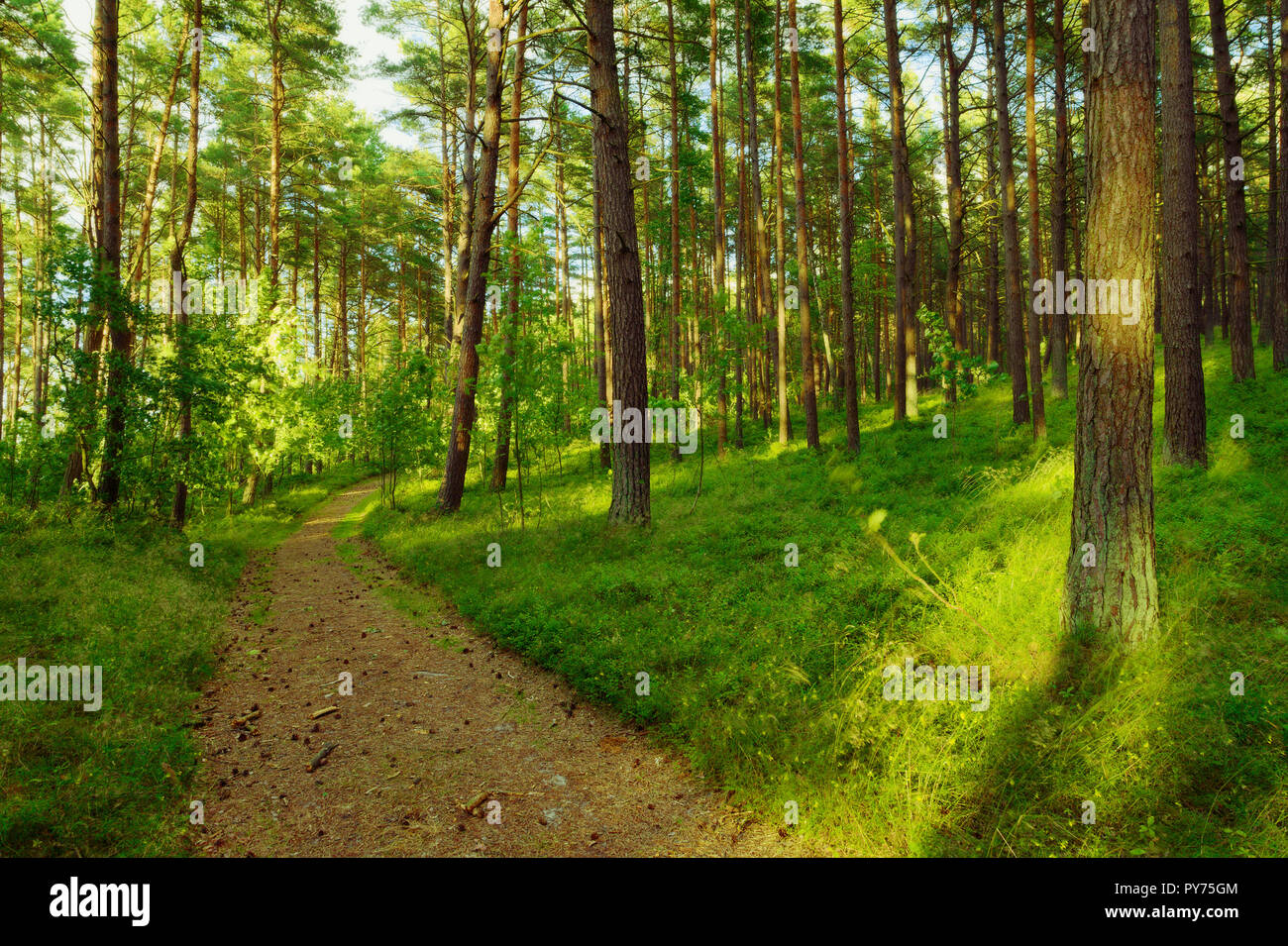 Dirt road or path through evergreen coniferous pine forest. Pinewood with Scots or Scotch pine Pinus sylvestris trees growing in Pomerania, Poland. Stock Photo