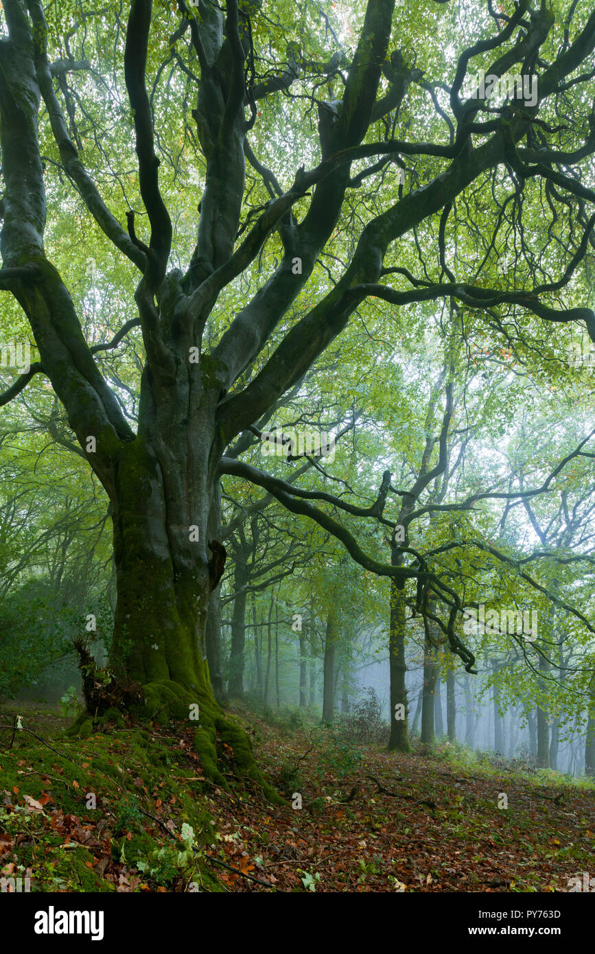 A misty broadleaf woodland in autumn at Dowsborough in the Quantock Hills, Somerset, England. Stock Photo