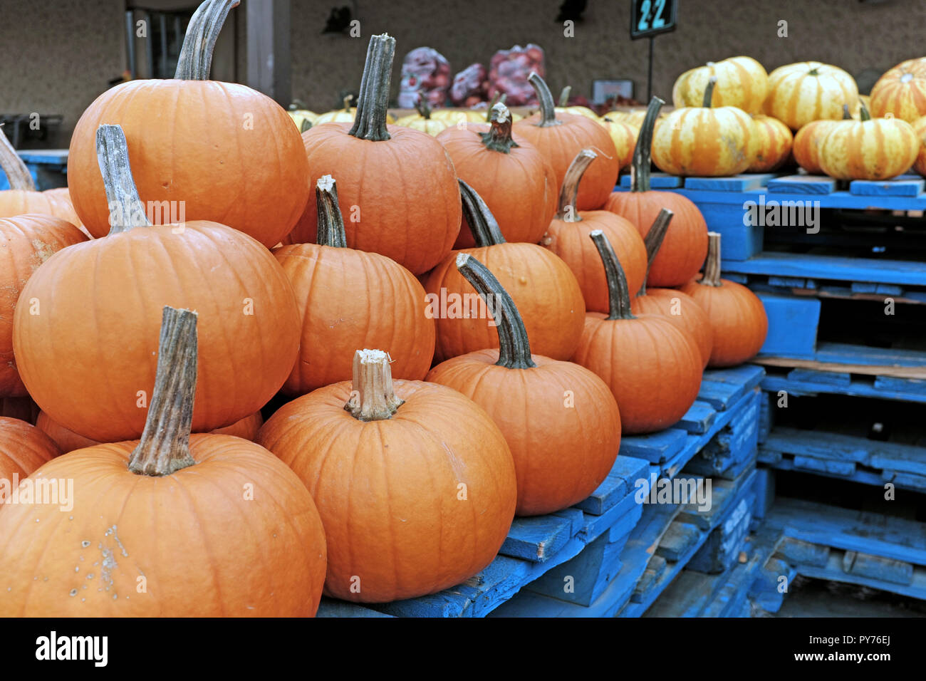 Orange and tiger pumpkins displayed on crates outside a market in Wickliffe, Ohio, USA during the fall. Stock Photo