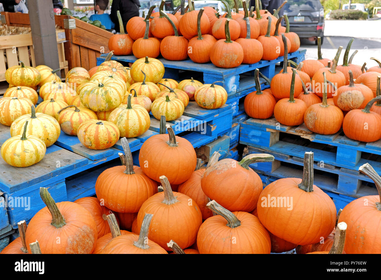 Orange and tiger pumpkins displayed on crates outside a market in Wickliffe, Ohio, USA during the fall. Stock Photo