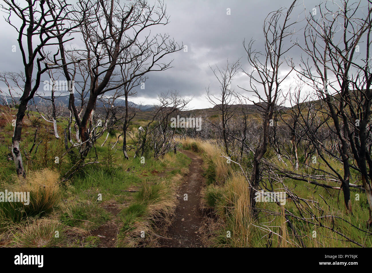 Fire-ravaged forest in Torres del Paine National Park, Chile Stock Photo