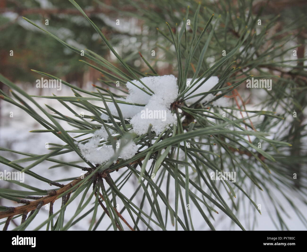 Snow lies on the branches of pine between the needles. Winter. Close up ...