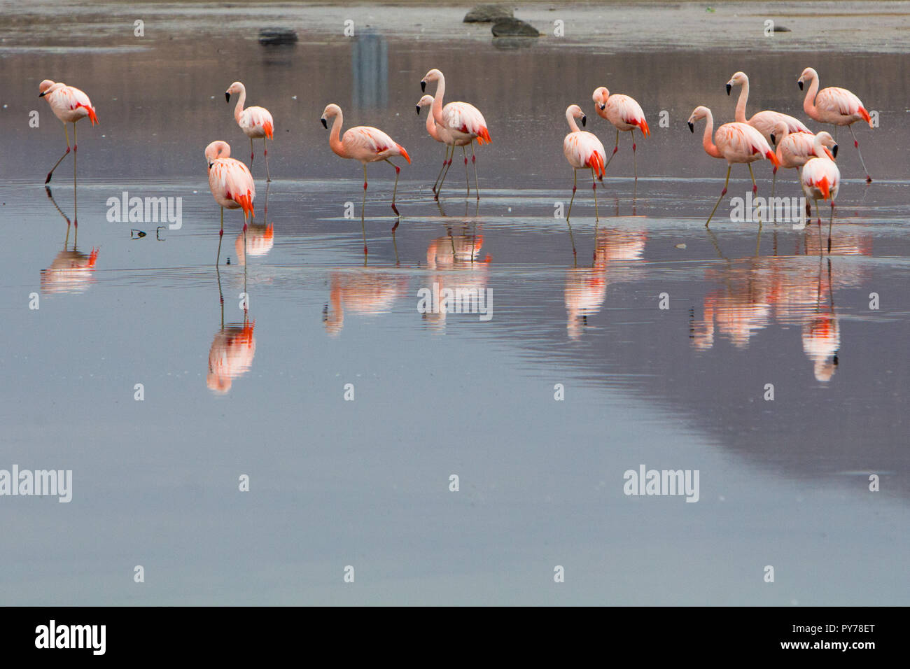 A flock of Chilean Flamingo, Phoenicopterus chilensis, on Laguna Chungara in the high andes of Lauca National Park, Chile Stock Photo