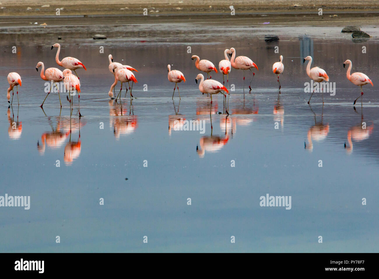 A flock of Chilean Flamingo, Phoenicopterus chilensis, on Laguna Chungara in the high andes of Lauca National Park, Chile Stock Photo