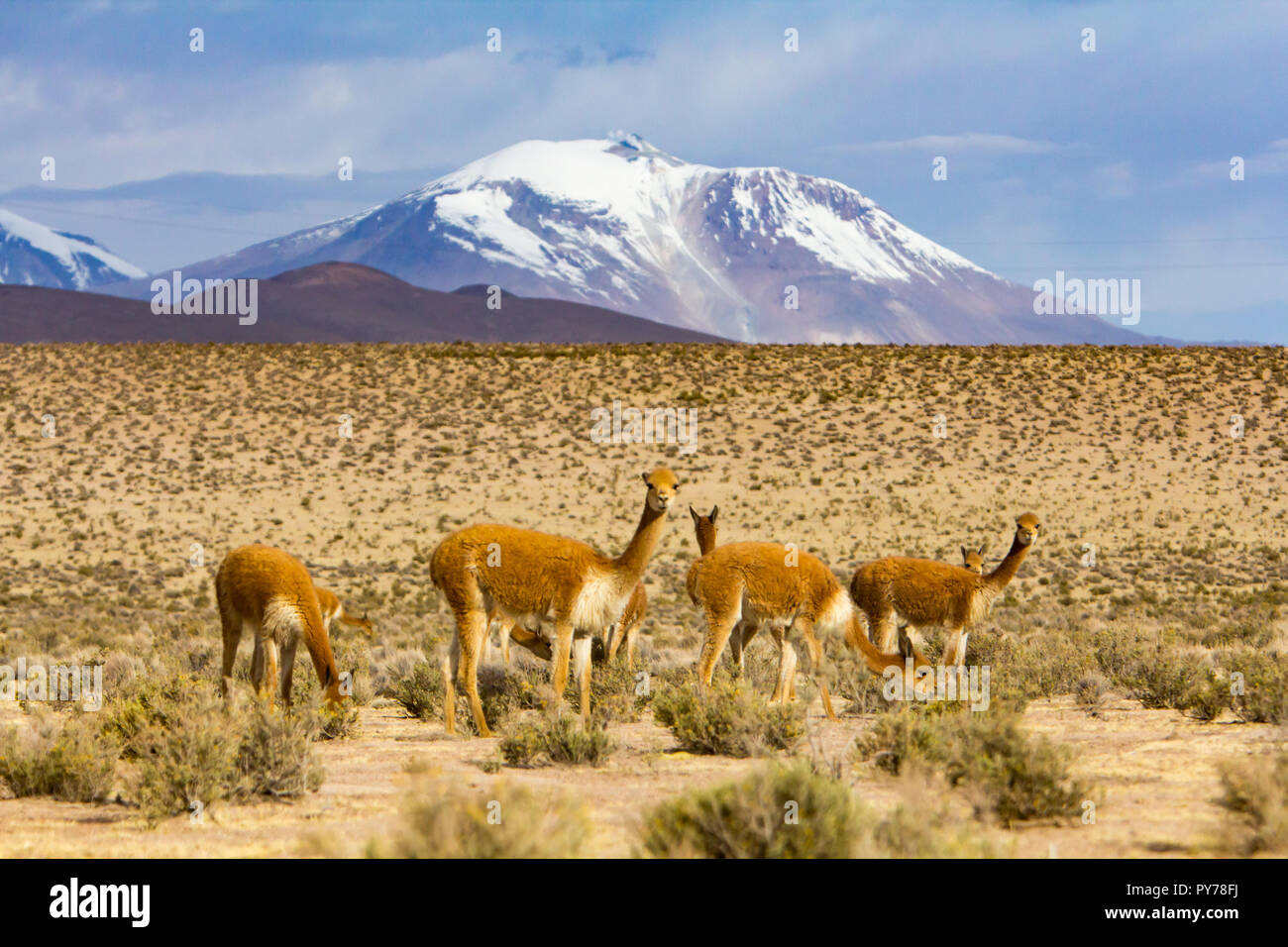 Vicuna, one of the four members of the camel family in the Americas living in the high Andes of Lauca National Park in Northern Chile Stock Photo