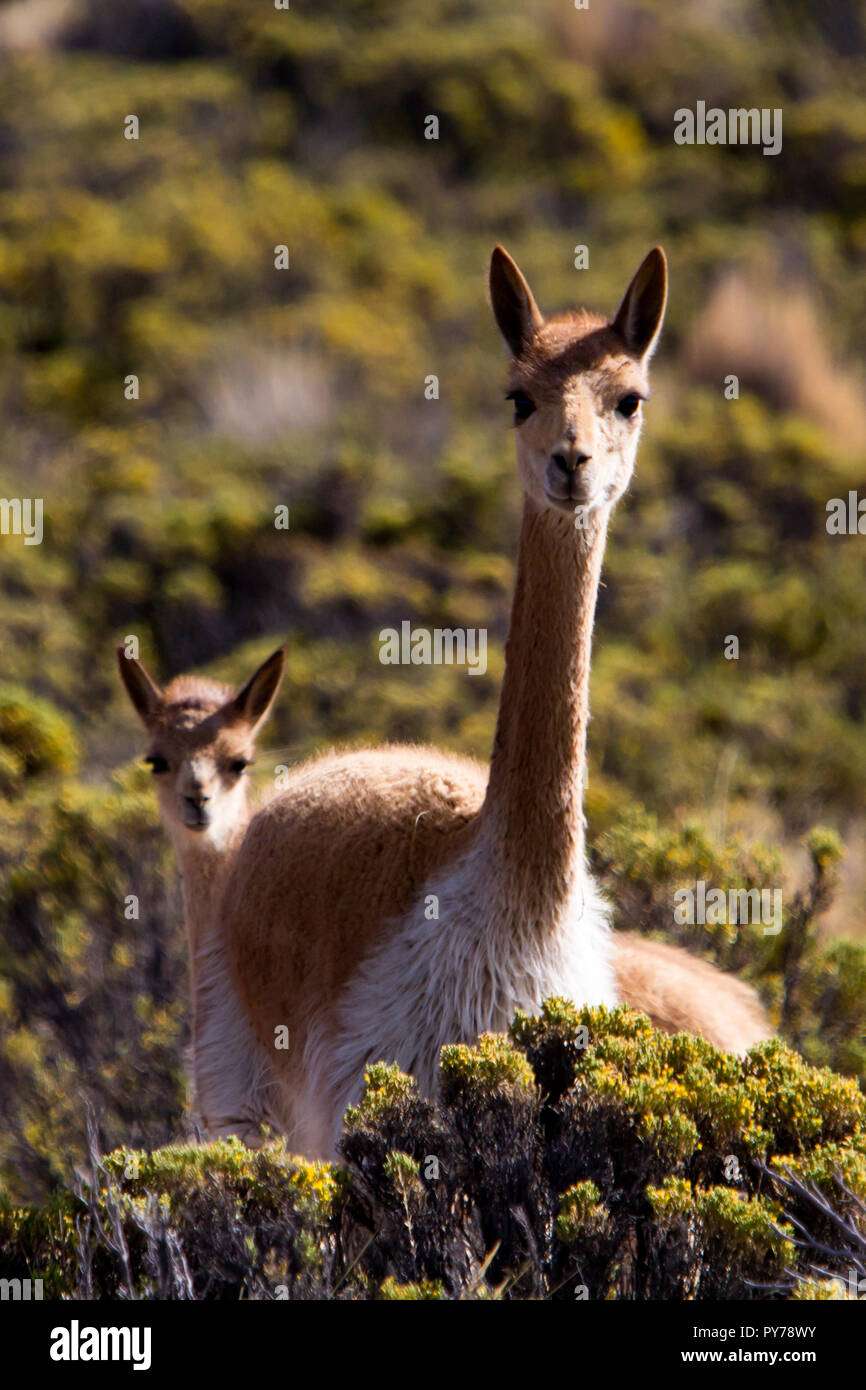 Vicuna, one of the four members of the camel family in the Americas living in the high Andes of Lauca National Park in Northern Chile Stock Photo