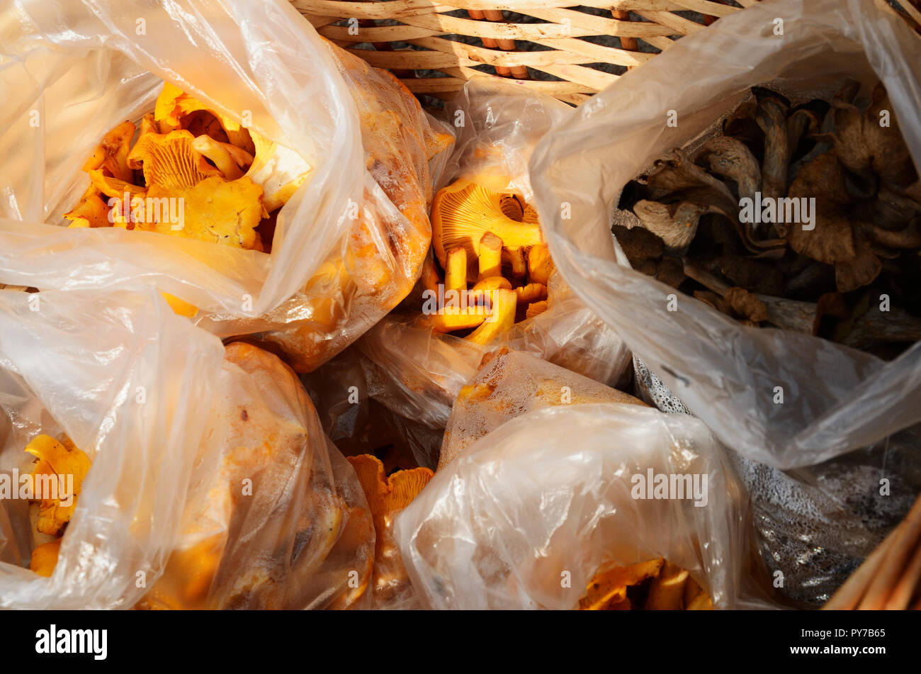 sale of mushrooms in a street market. District
