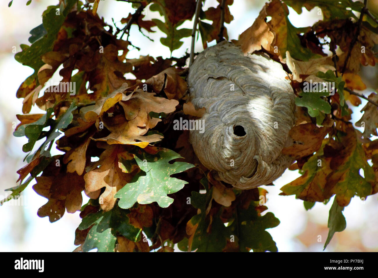 A Paper Nest Of Bald Faced Hornets Hides In A Cluster Of Oak Leaves As