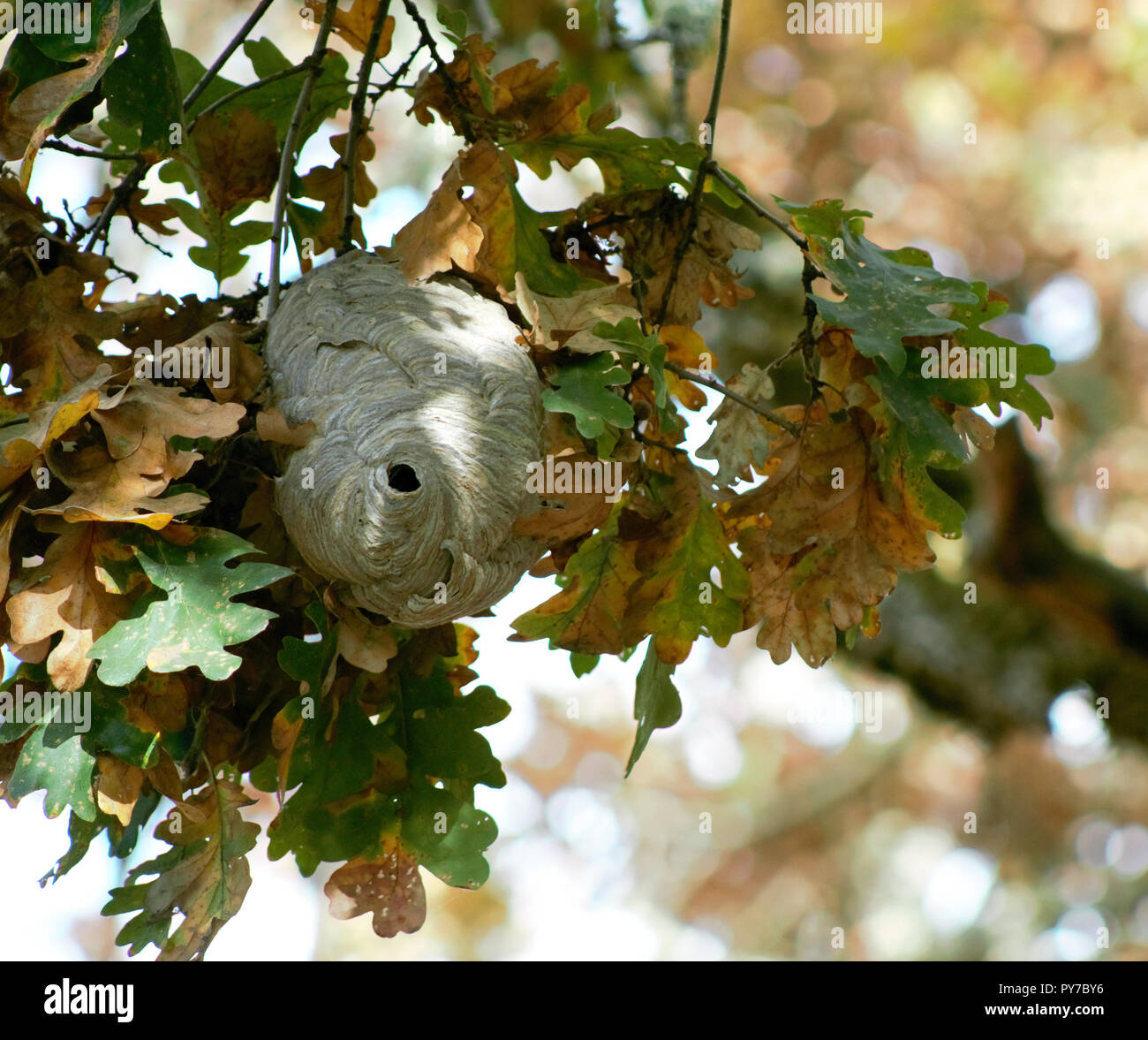 A Paper Nest Of Bald Faced Hornets Hides In A Cluster Of Oak Leaves As