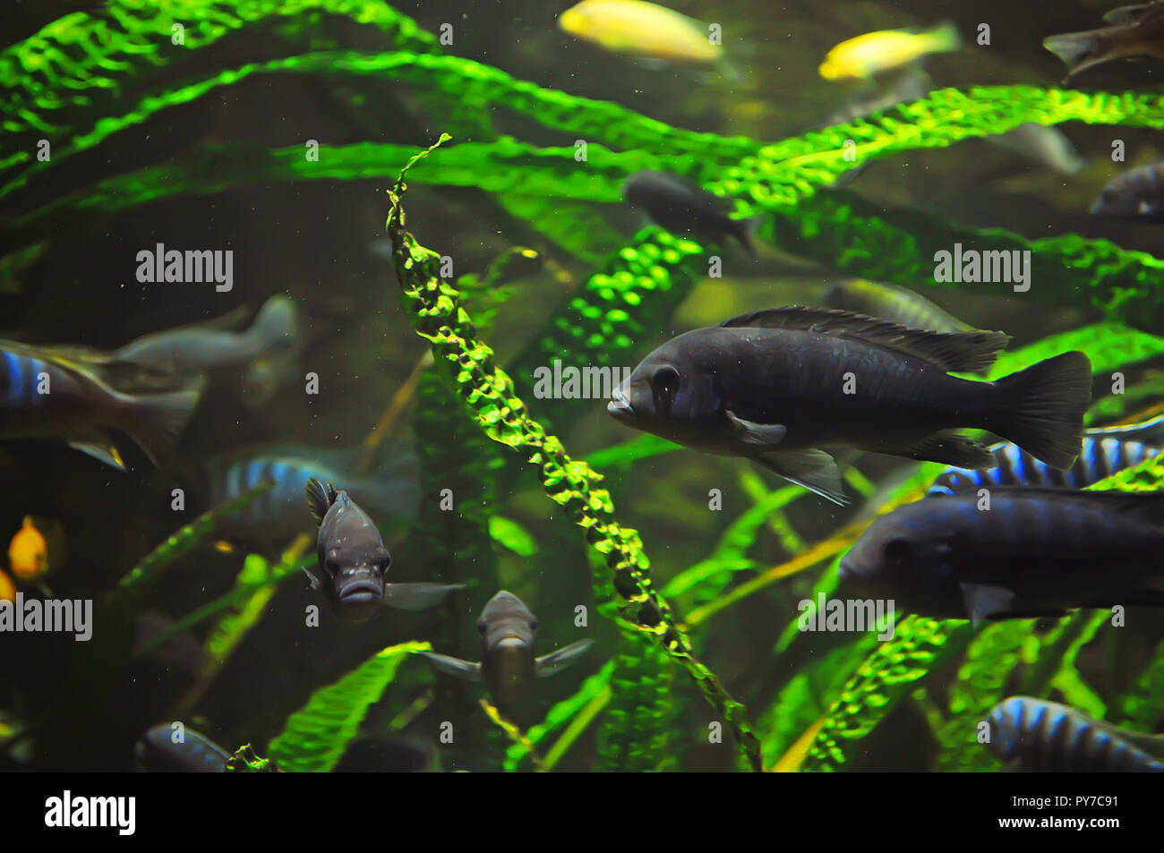 Many gray fish in the aquarium among high green seaweed and tiny speckles Stock Photo