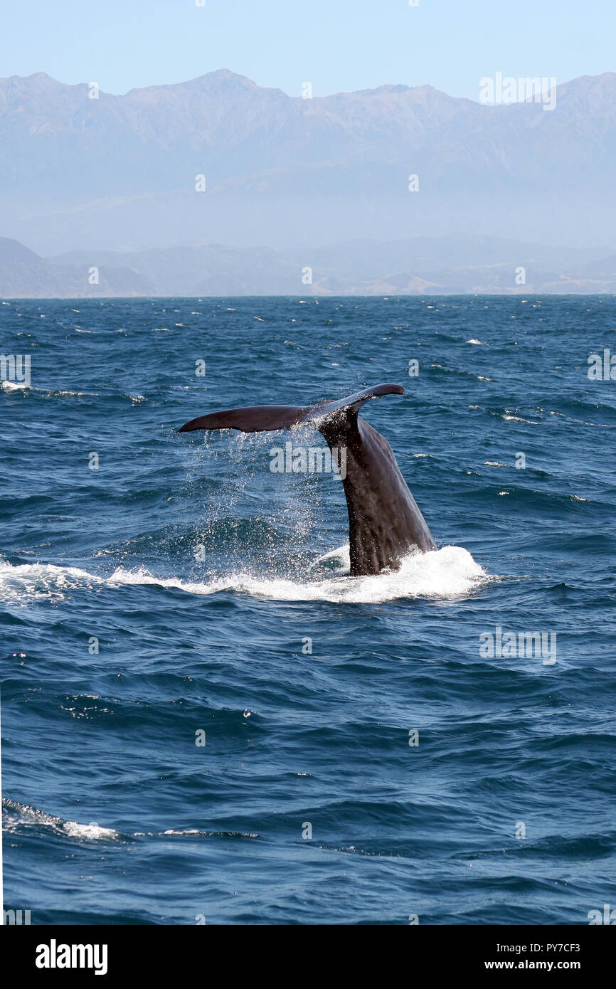 Sperm whale diving near Kaikoura, South Island, New Zealand Stock Photo