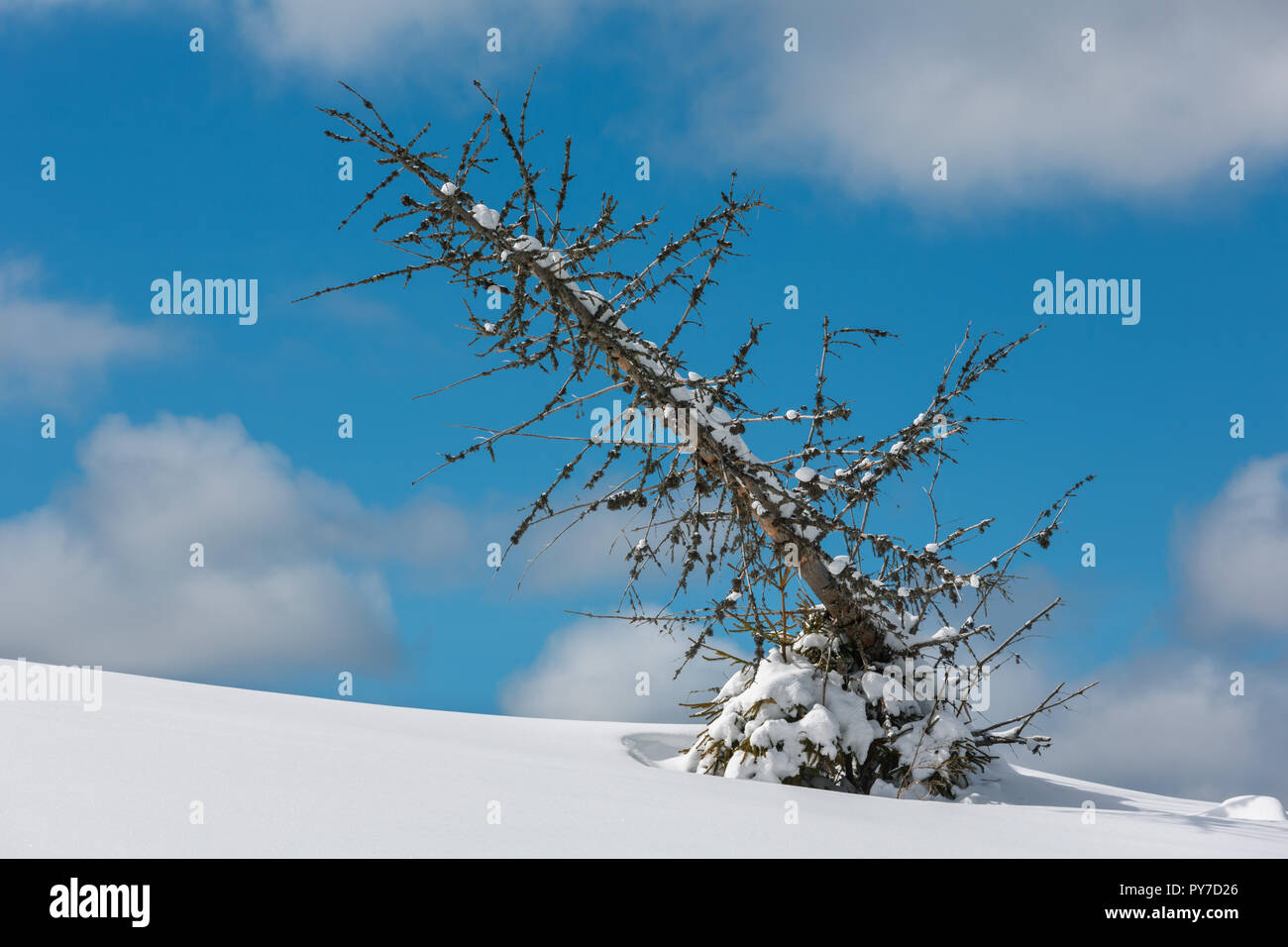 Picturesque withered windbreak tree on winter sunny snowdrift mountain hill slope on blue sky background. Stock Photo