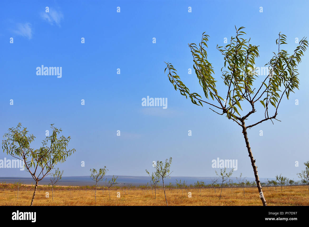 Rows young almond trees in hires stock photography and images Alamy