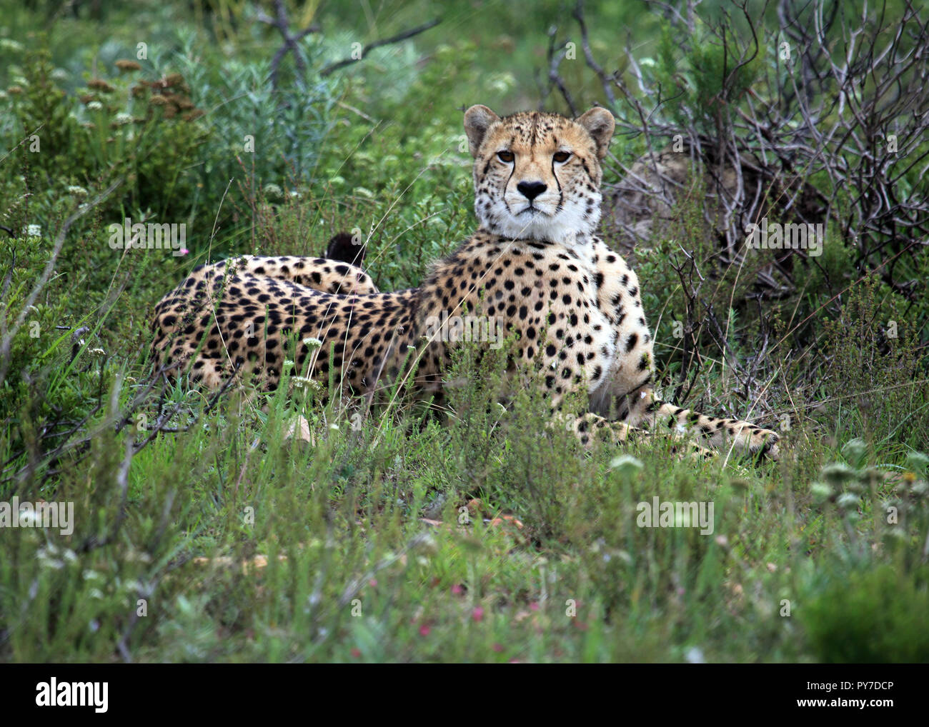 Cheetah crouching and watching prey, Shamwari Game Reserve, South Africa Stock Photo