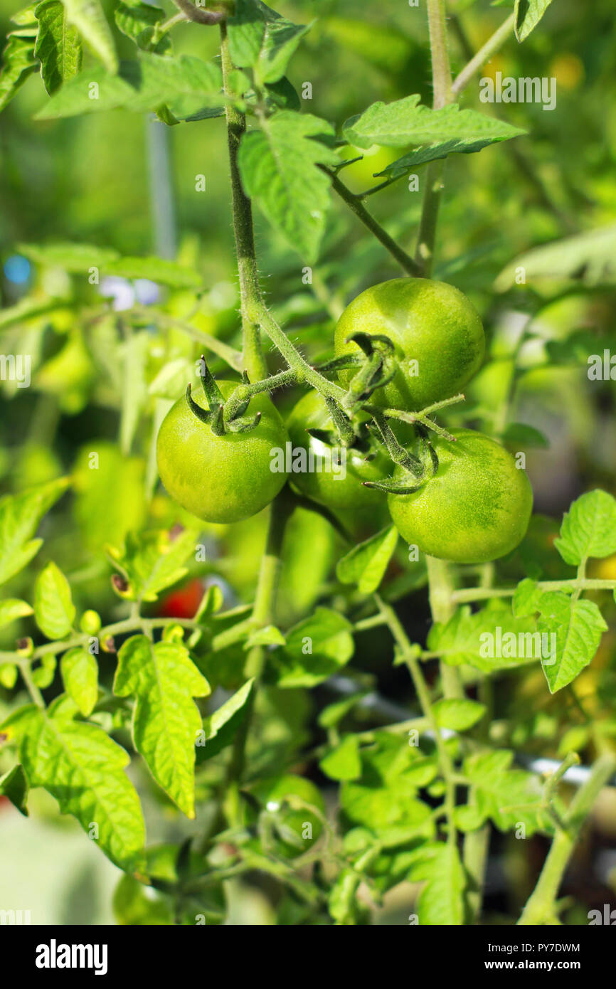 Tomato Vine