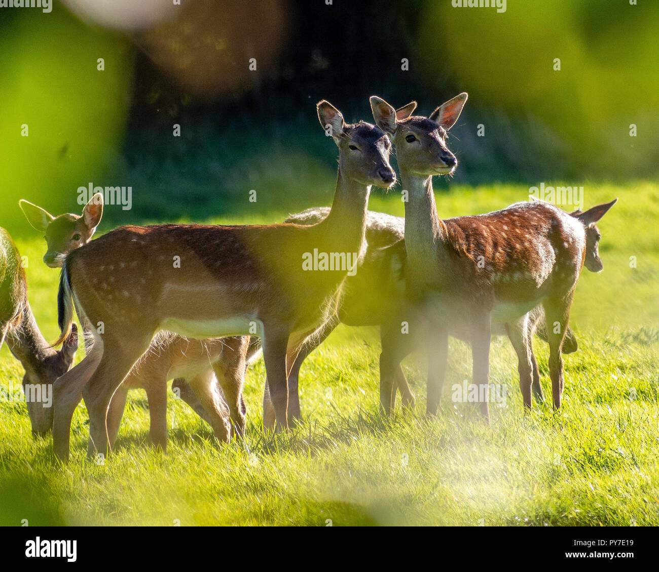 A group of adult and young Fallow Deer grazing in a meadow about 50 yards from an East Grinstead, West Sussex, UK housing estate in September. Stock Photo