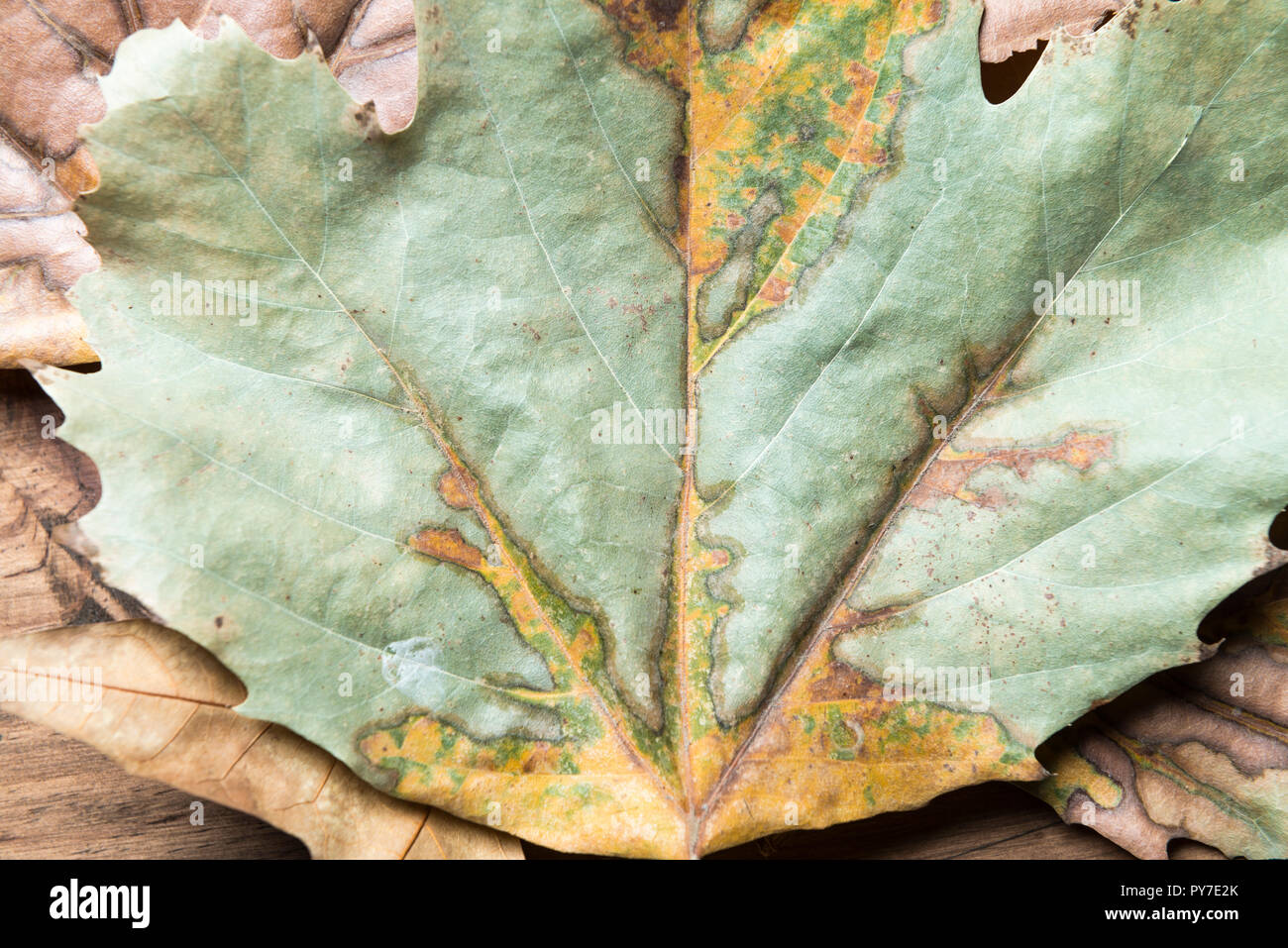 Autumn concept. Detail of an autumn leaf. Stock Photo