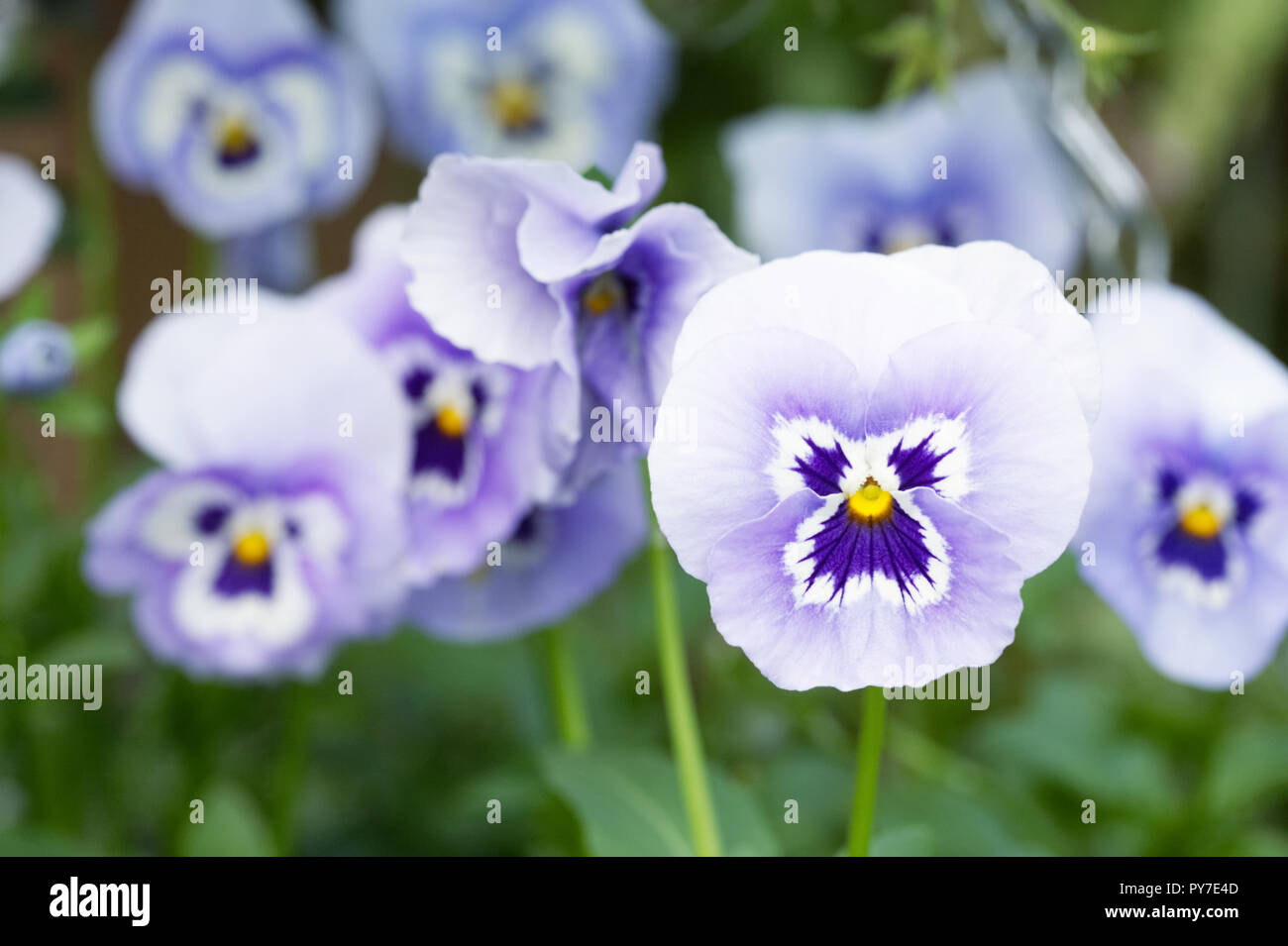 Viola 'Panola Marina' flowers growing in a hanging basket Stock Photo