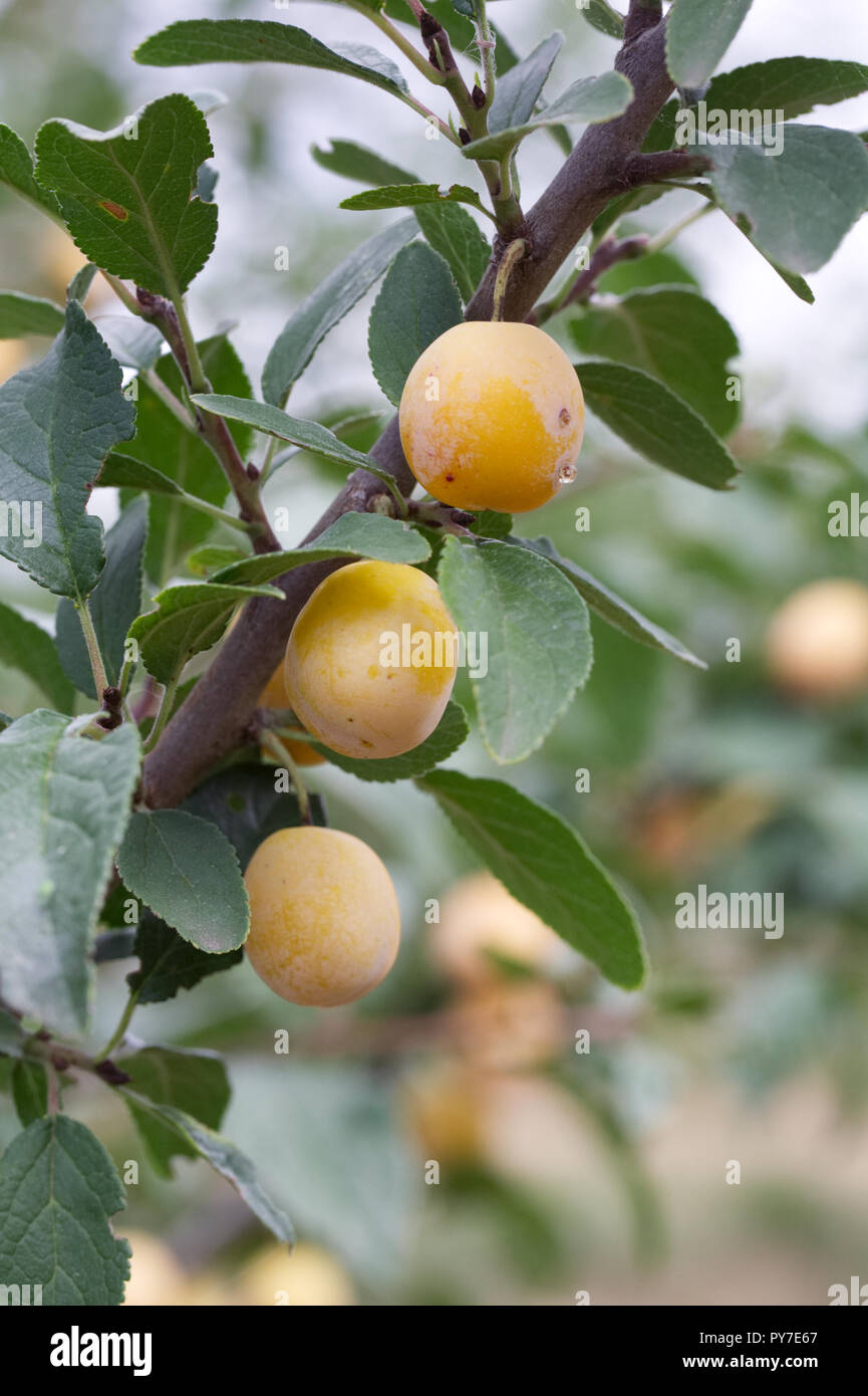 Prunus domestica. Plum 'Mirabelle de Nancy' growing in an English orchard. Stock Photo