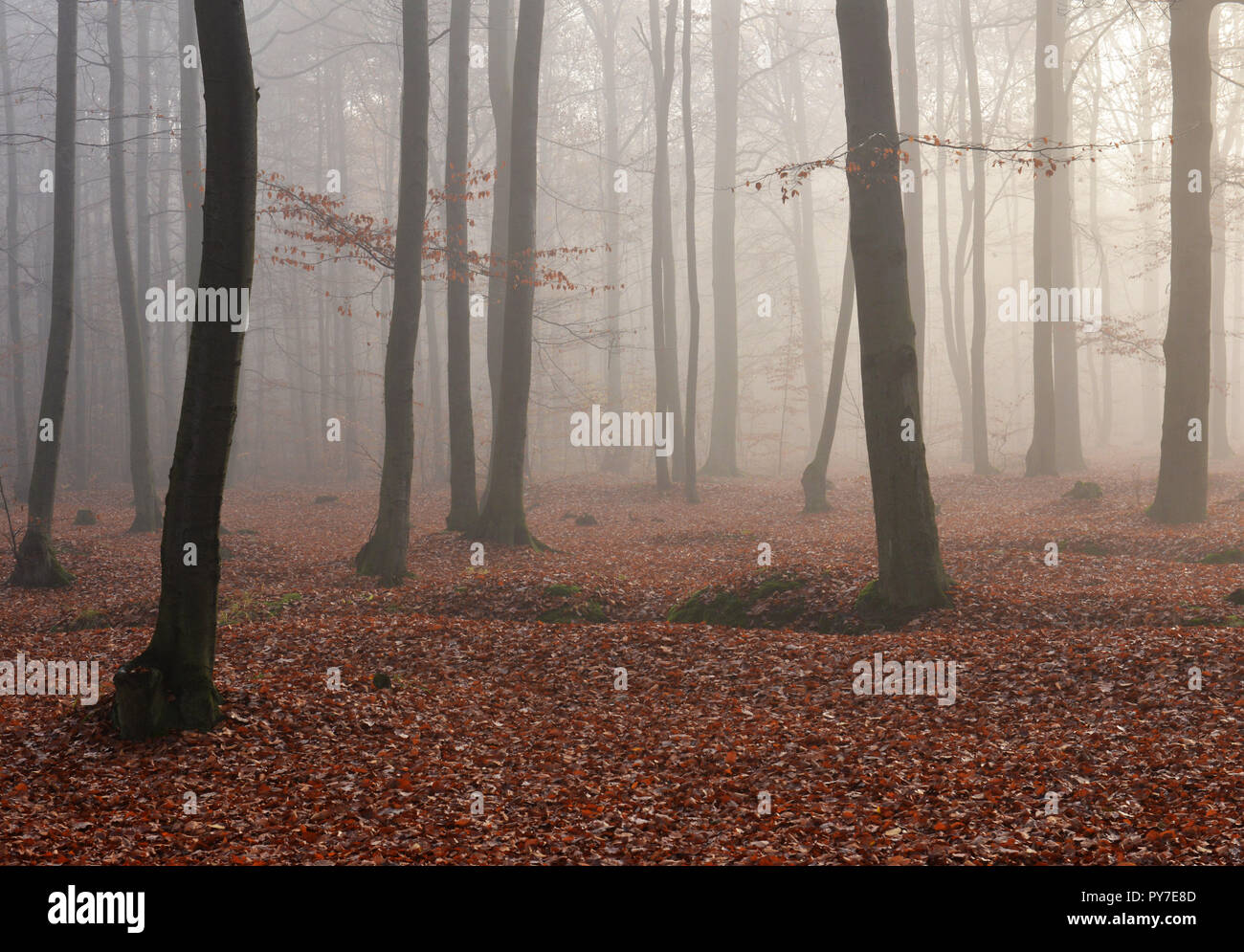 Dark foggy forest Stock Photo - Alamy