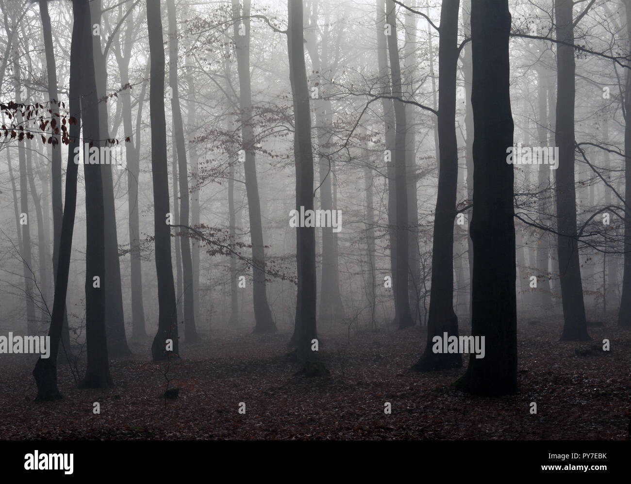 Dark foggy forest Stock Photo - Alamy