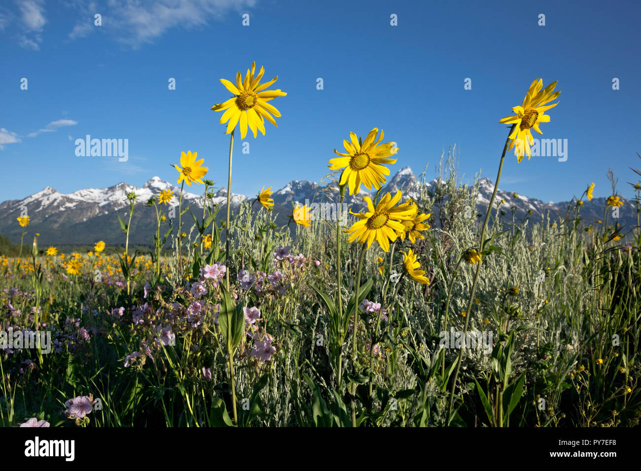 WY02524-00...WYOMING - Arrowleaf balsamroot and sticky geranium blooming in the Antelope Flats area of Jackson Hole in Grand Teton National Park. Stock Photo