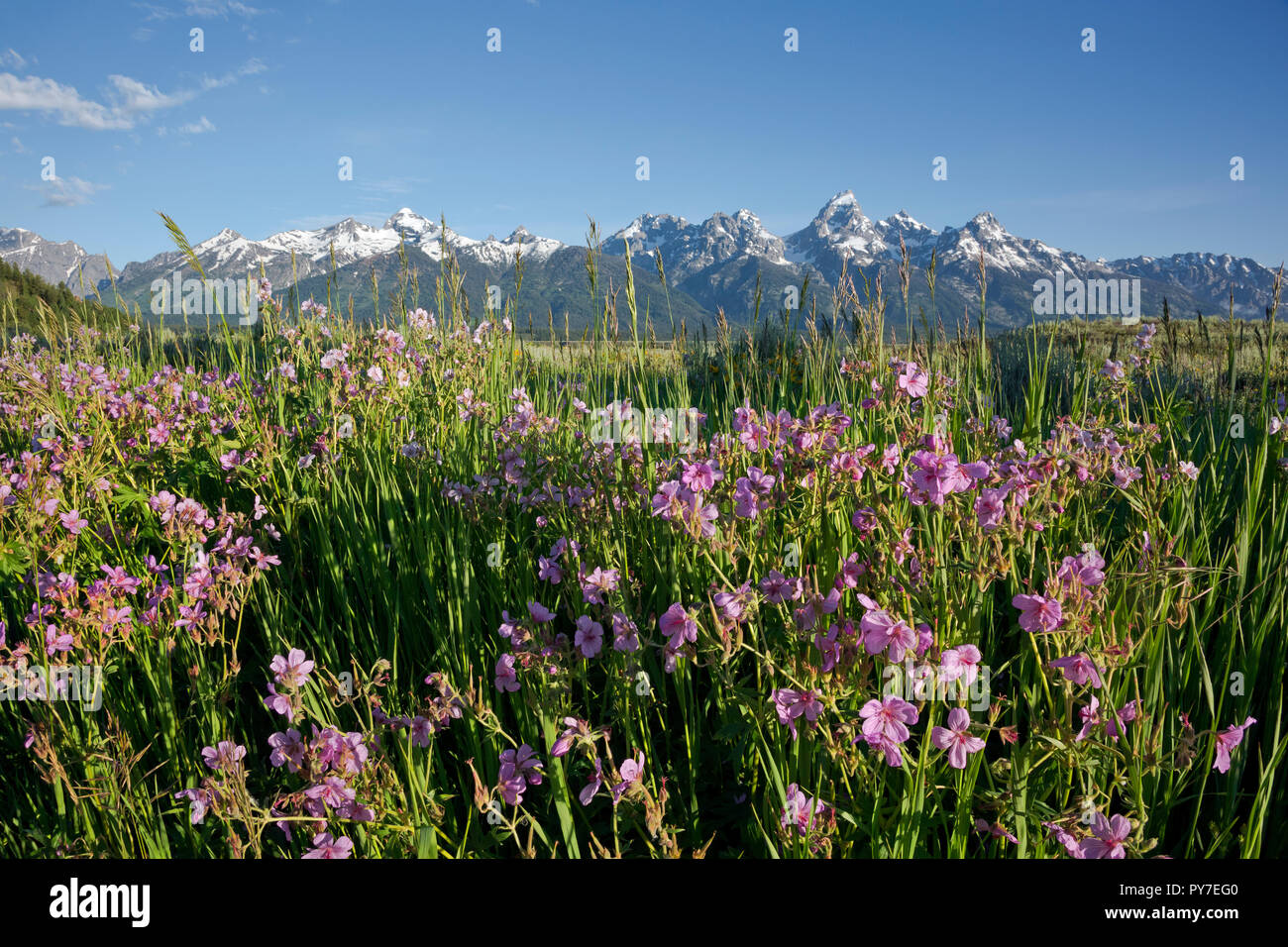 WY02525-00...WYOMING - Sticky geranium blooming in the Antelope Flats area of Jackson Hole in Grand Teton National Park. Stock Photo