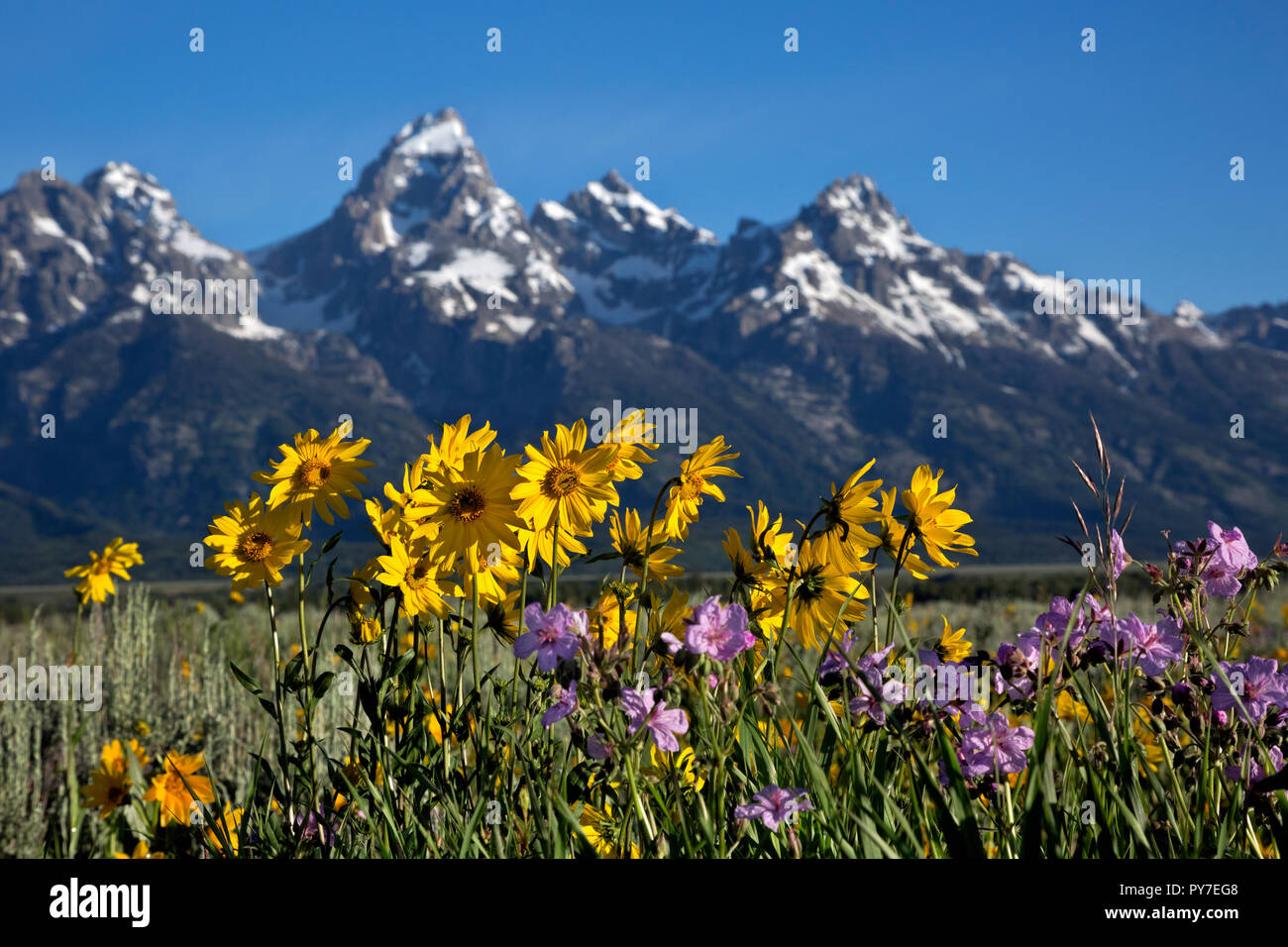 WY02527-00...WYOMING - Arrowleaf balsamroot and sticky geranium blooming in the Antelope Flats area of Jackson Hole in Grand Teton National Park. Stock Photo