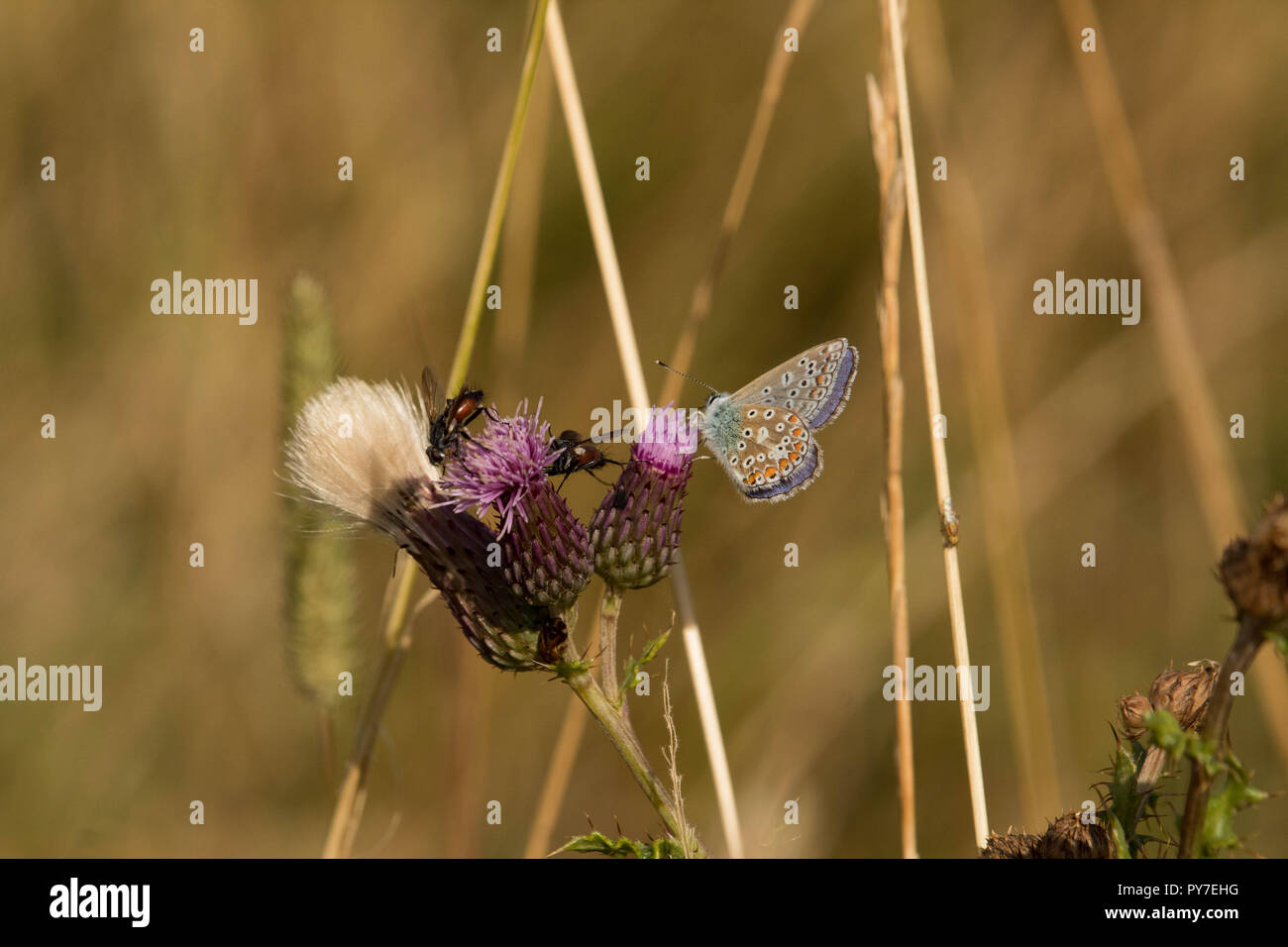 Wildlife & Natural World -  A sweet dreamy song of a summer landing as a Common Blue butterfly (Polyommatus icarus) sips nectar next to two flies. Stock Photo
