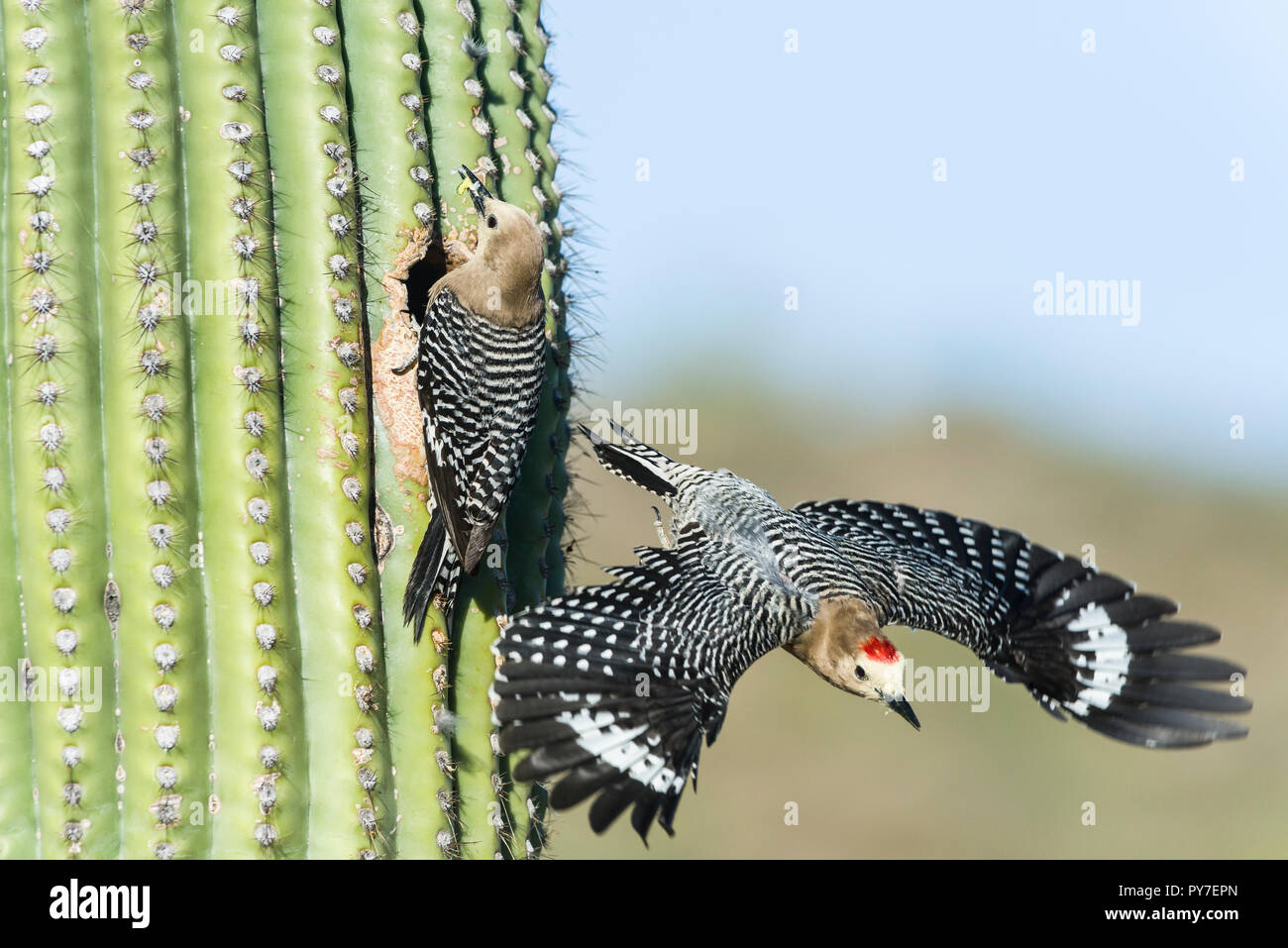 A male Gila Woodpecker (Melanerpes uropygialis) explodes out of a nest in a Saguaro (Carnegiea gigantea), while the female brings food to the young. A Stock Photo