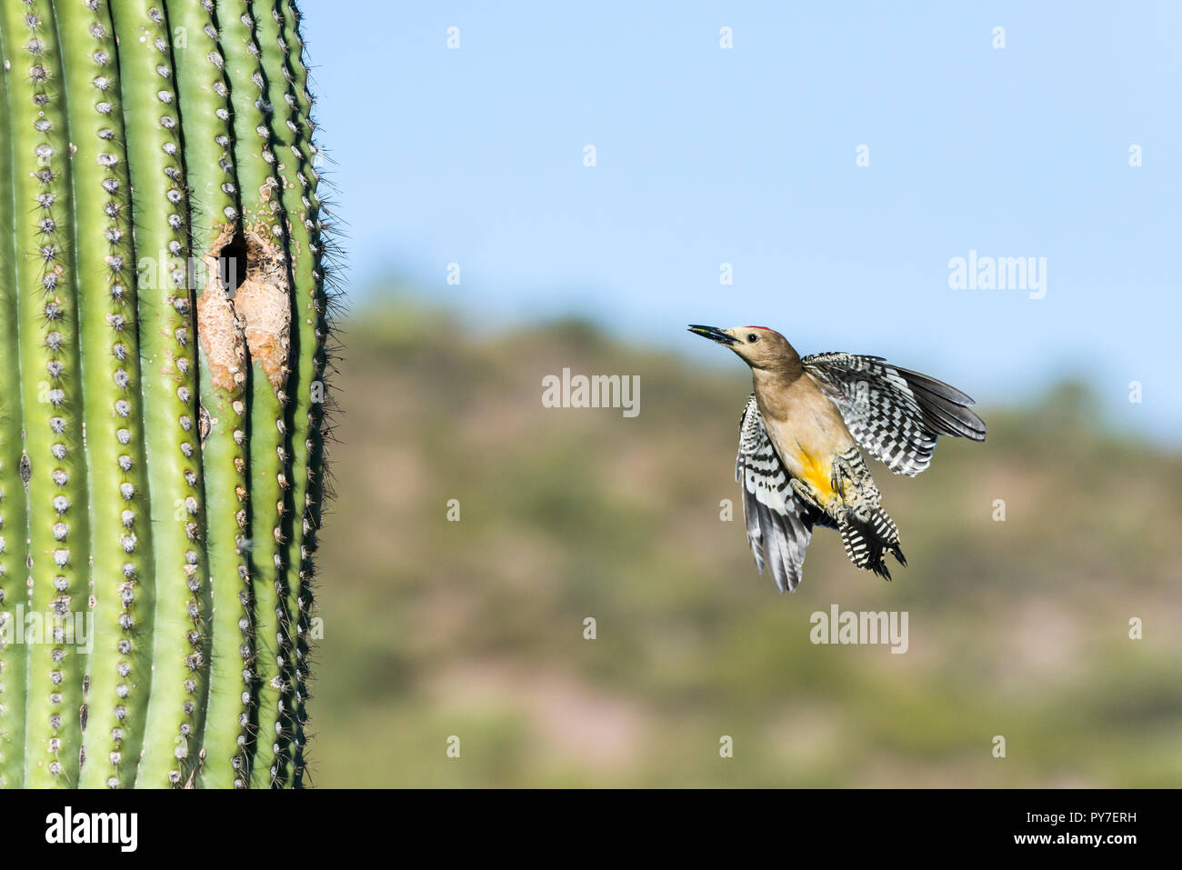 A female Gila Woodpecker (Melanerpes uropygialis) flies up to her nest in a Saguaro (Carnegiea gigantea), carrying food. Arizona Stock Photo