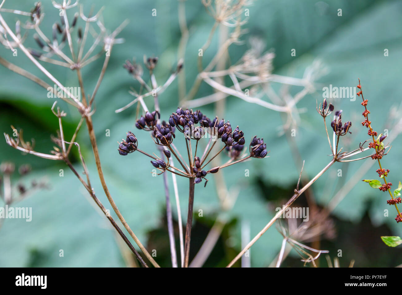An umbellifer seed head Cornwall, England, UK Stock Photo
