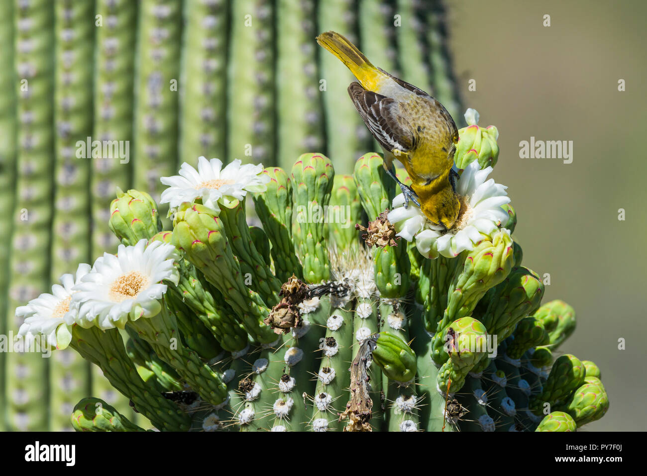 Immature Male Bullock's Oriole (Icterus bullockii) feeding on flowers of the Saguaro (Carnegiea gigantea). Arizona Stock Photo