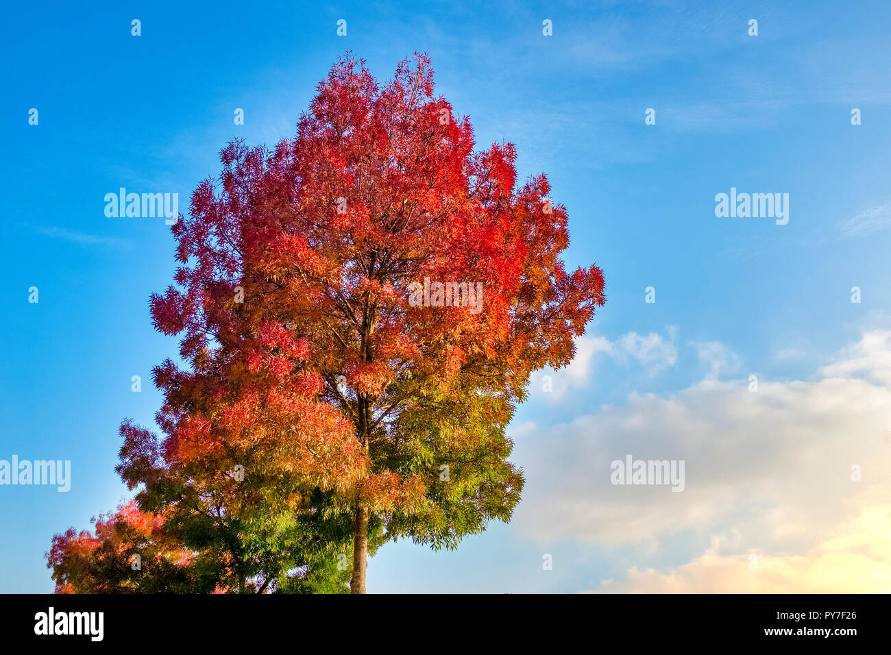 Tree changing leaves colors in Bruges, Belgium Stock Photo