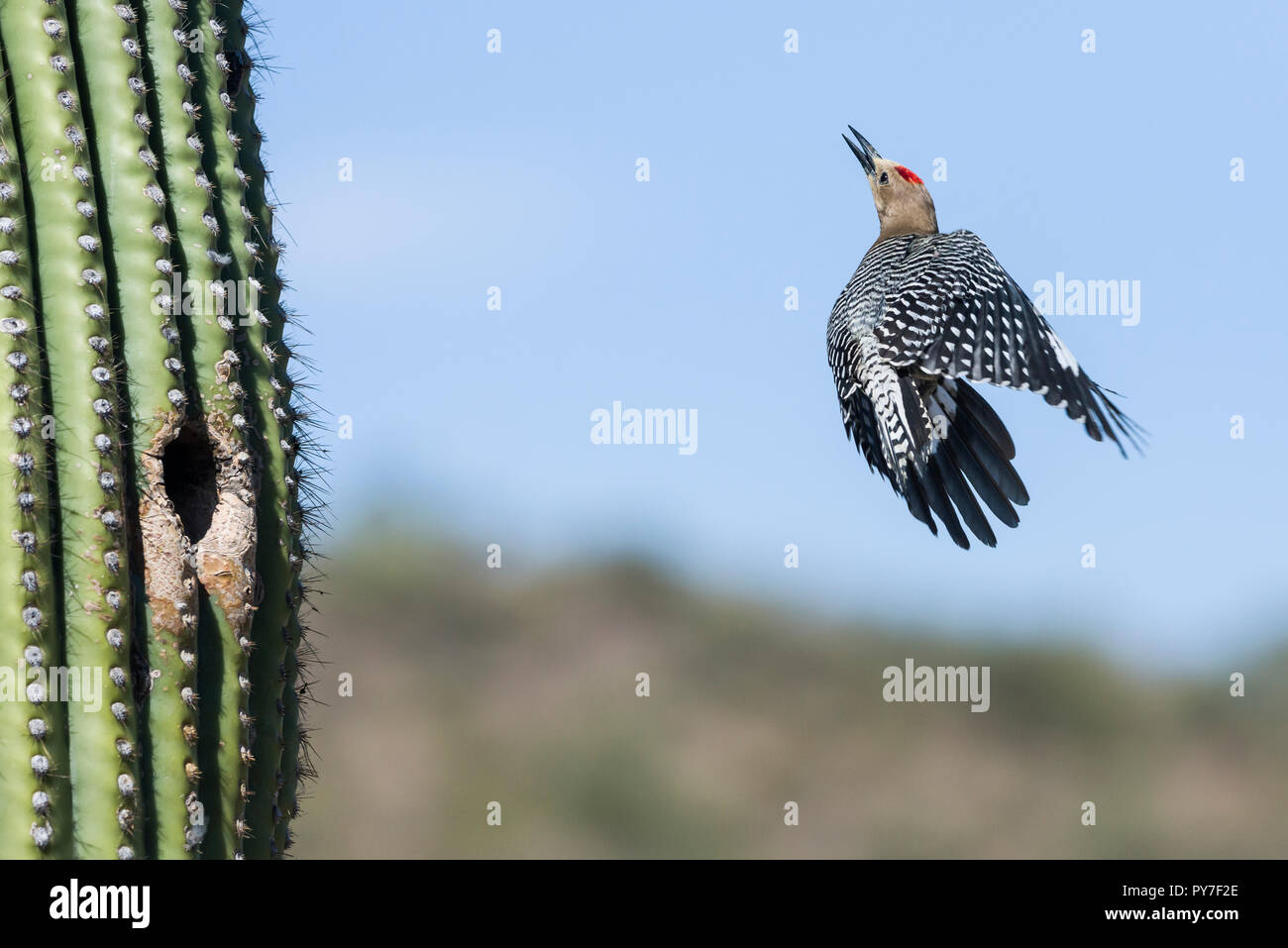 A male Gila Woodpecker (Melanerpes uropygialis) explodes out of a nest in a Saguaro (Carnegiea gigantea), flying up to the top of the Saguaro. Arizona Stock Photo