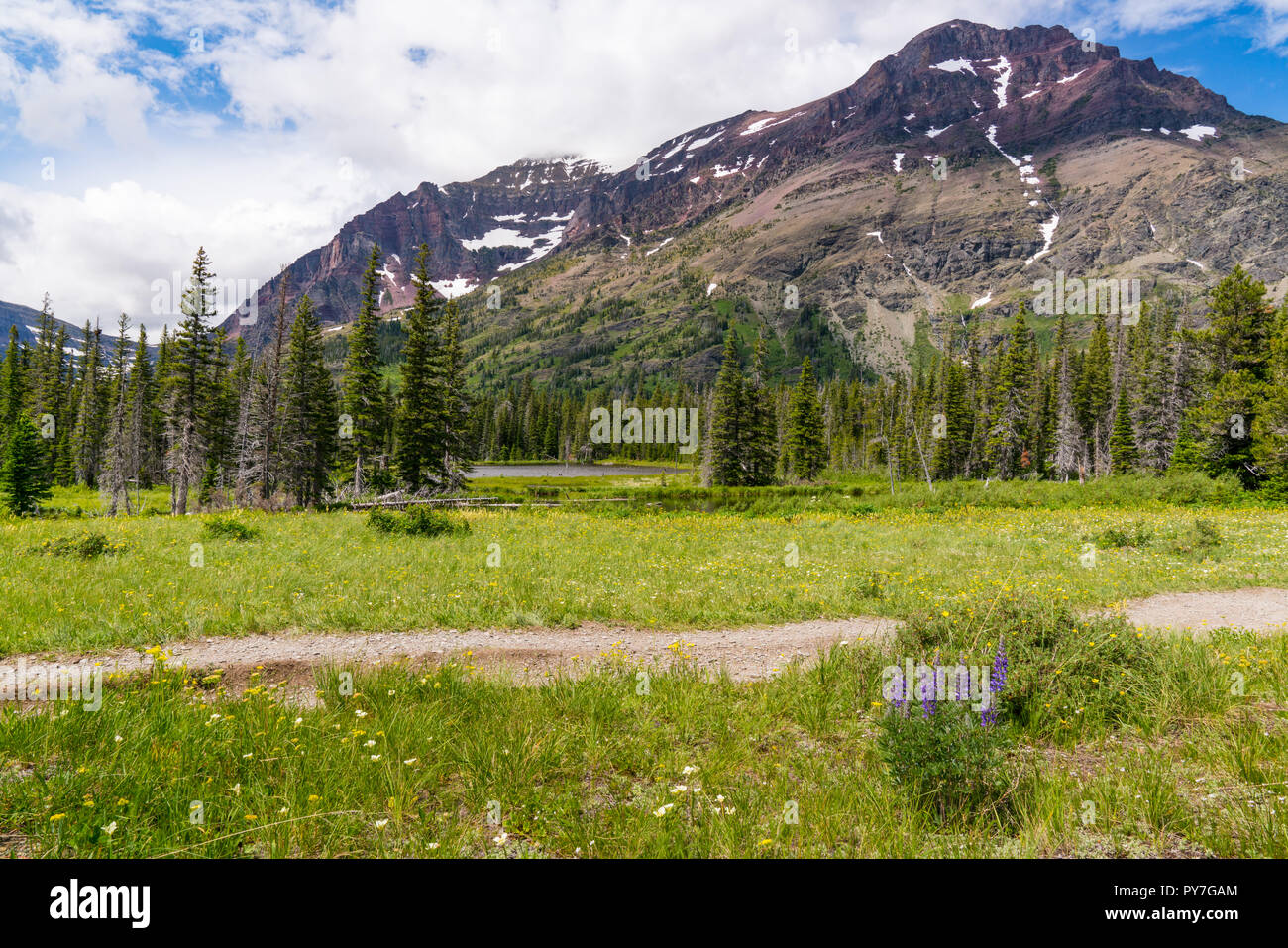 Wildflower Meadow near Two Medicine Lake in Glacier National Park ...