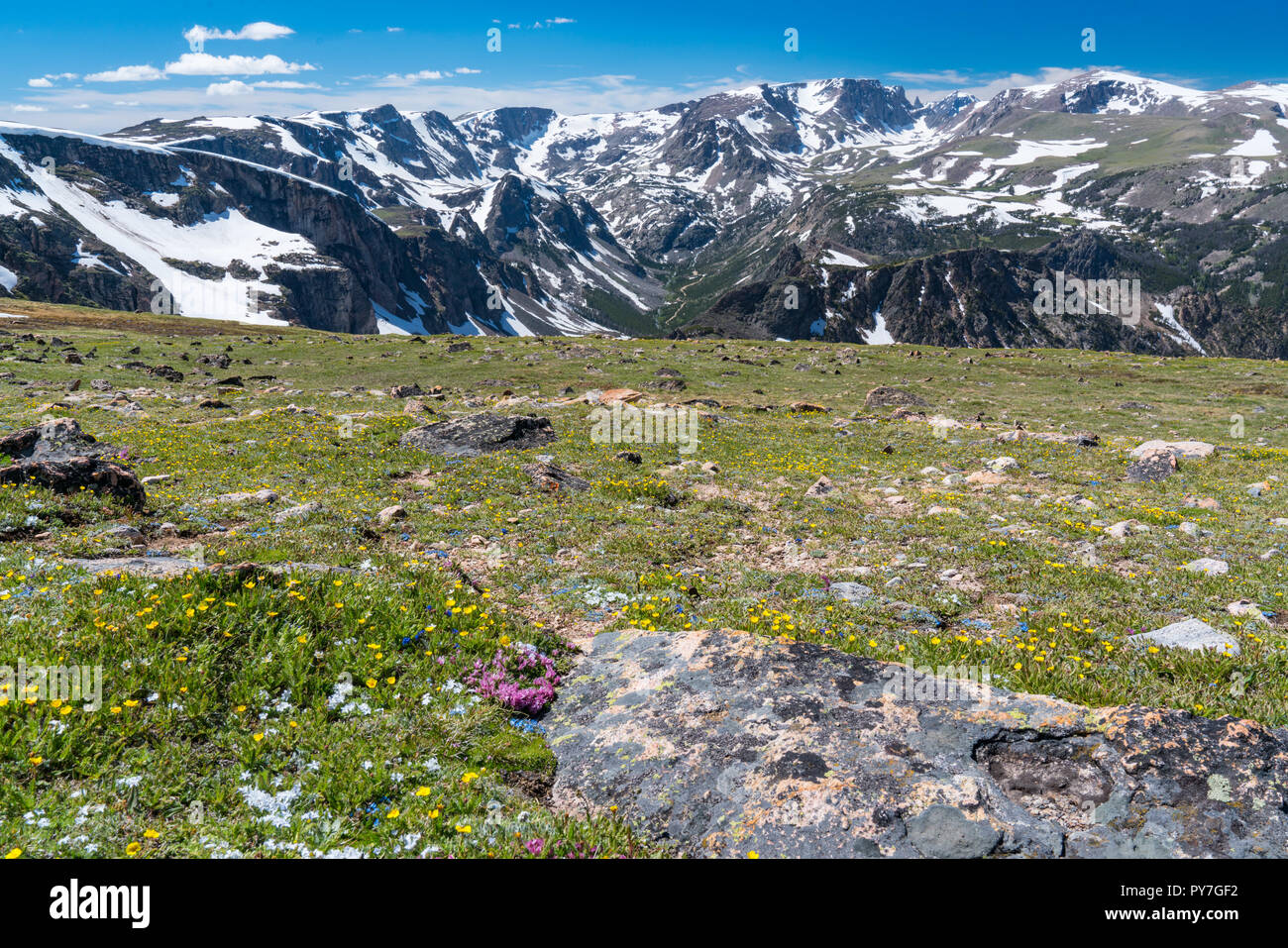 Beartooth Mountains and wild flowers along Beartooth Pass, Wyoming Stock Photo