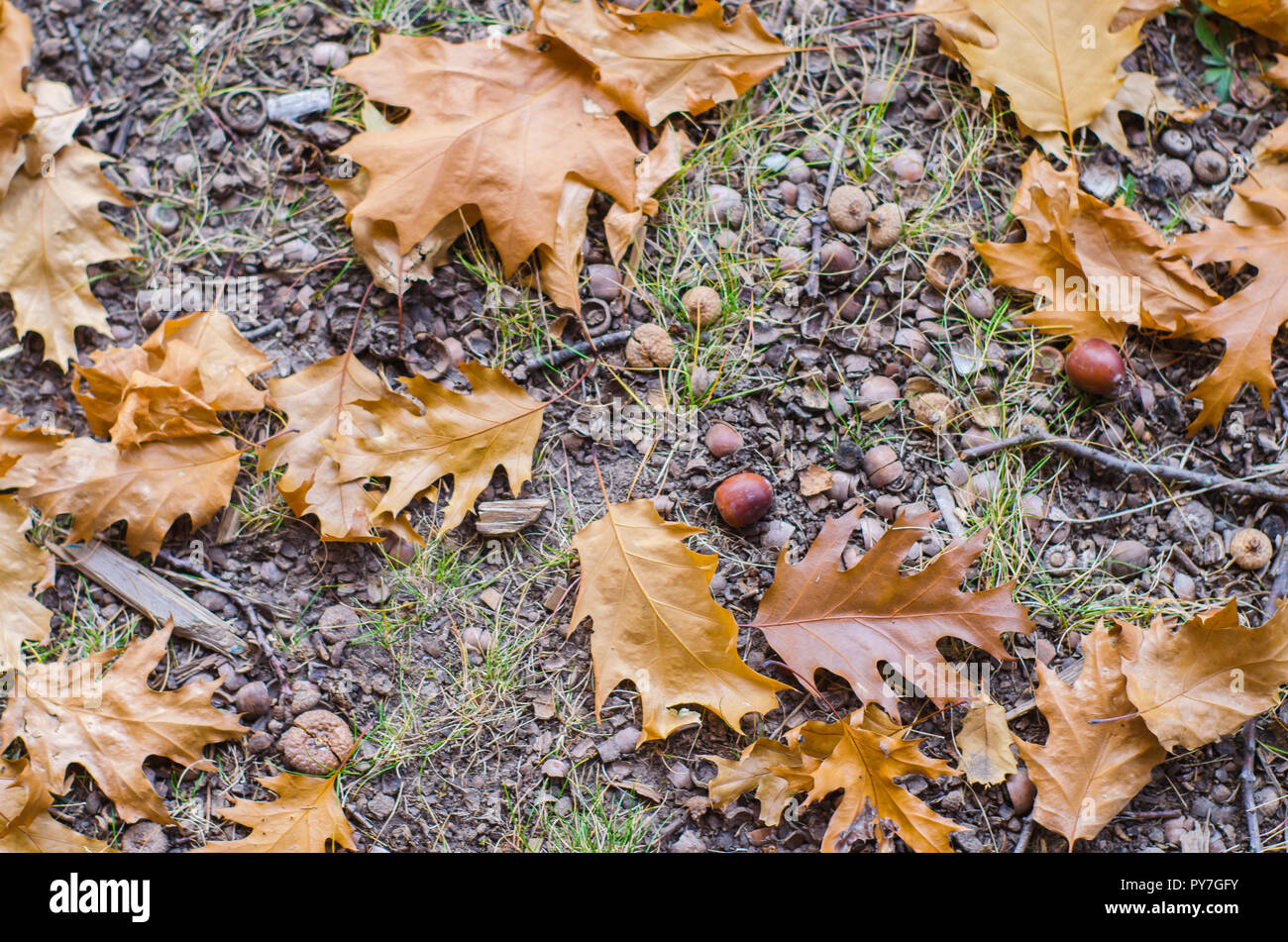 Acorns and leaves and ground hi-res stock photography and images - Alamy