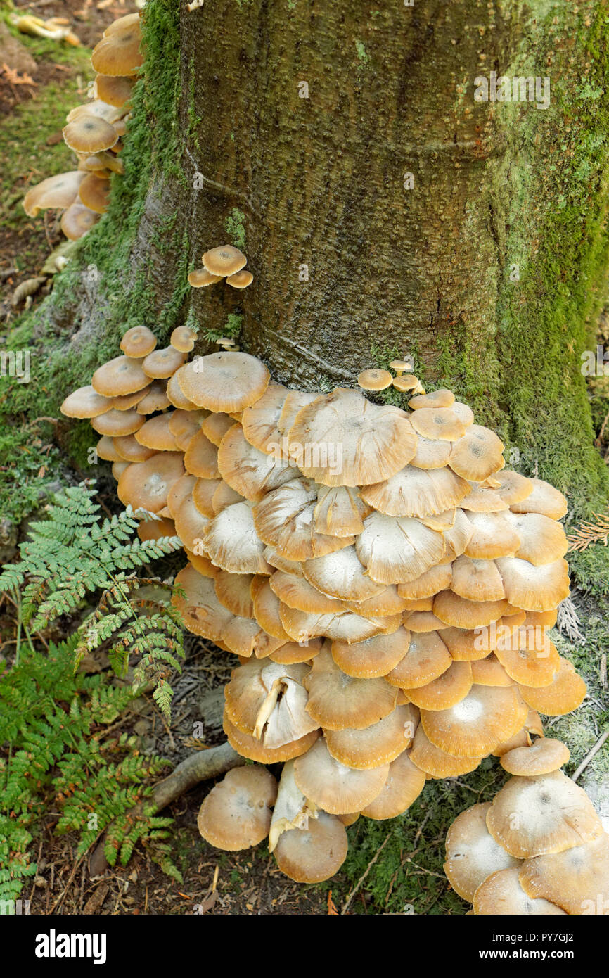 Pacific northwest forest fungi hires stock photography and images Alamy