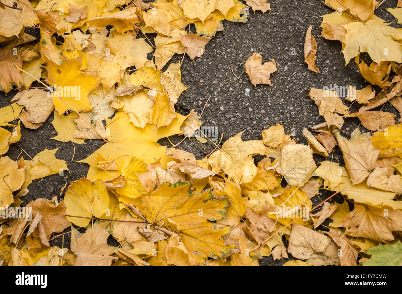 texture of yellow autumn maple leaves on the ground Stock Photo - Alamy