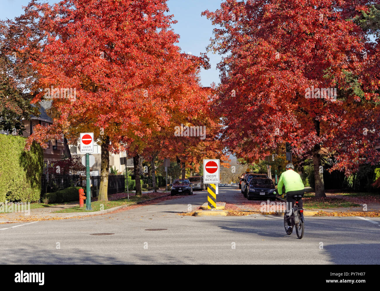 Cyclist in an urban bicycle lane with colorful fall foliage, Vancouver, BC, Canada Stock Photo