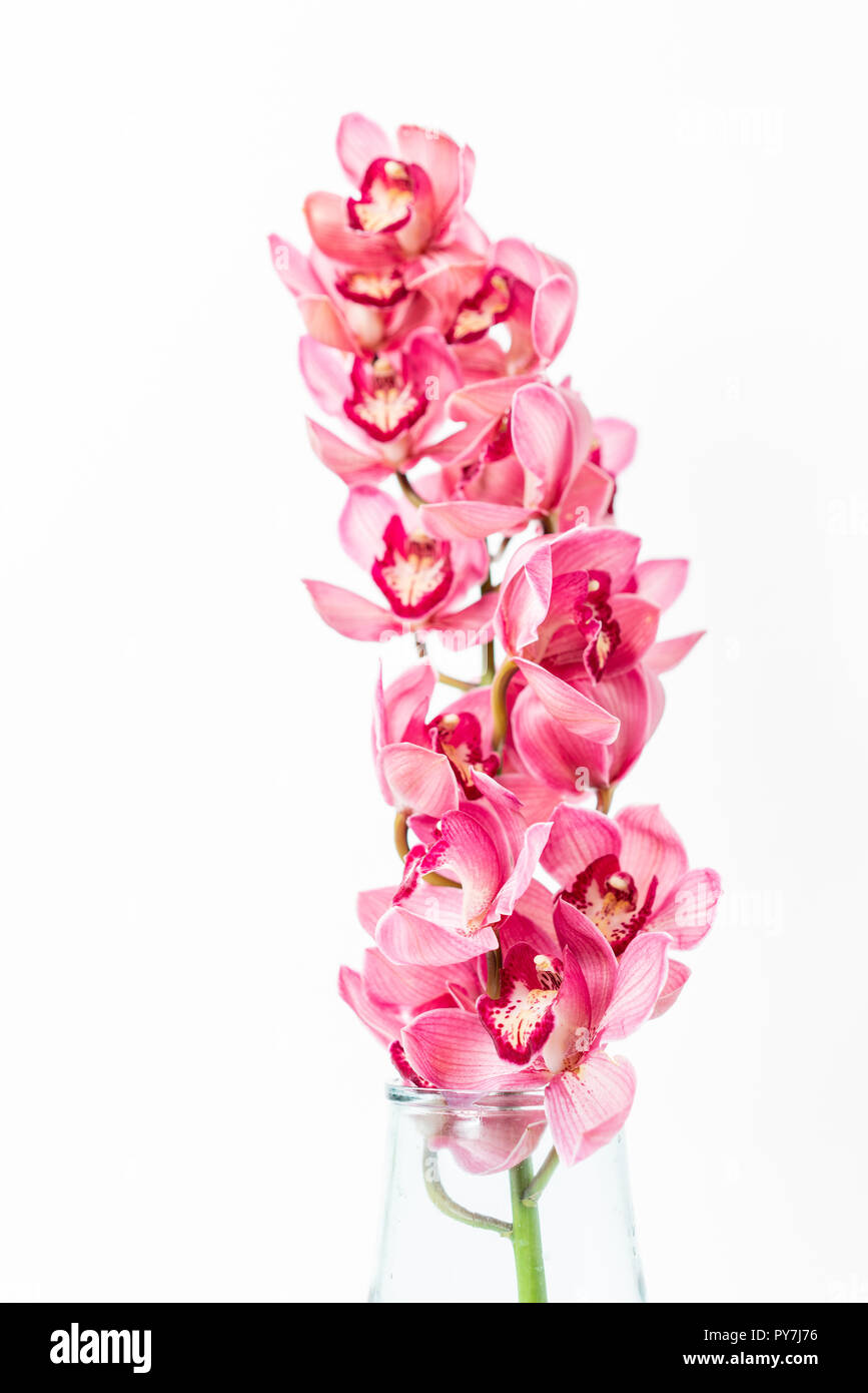 Beautiful pink blossoms of Cymbidium orchids. Pretty exotic Japanese garden flowers, tropical orchids in full bloom. Stock Photo
