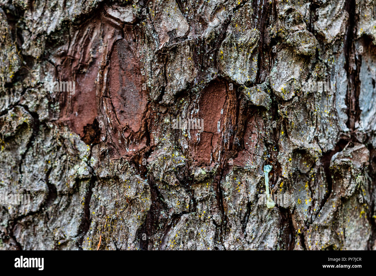 Moss Particles Particles of bark hi-res stock photography and images - Alamy