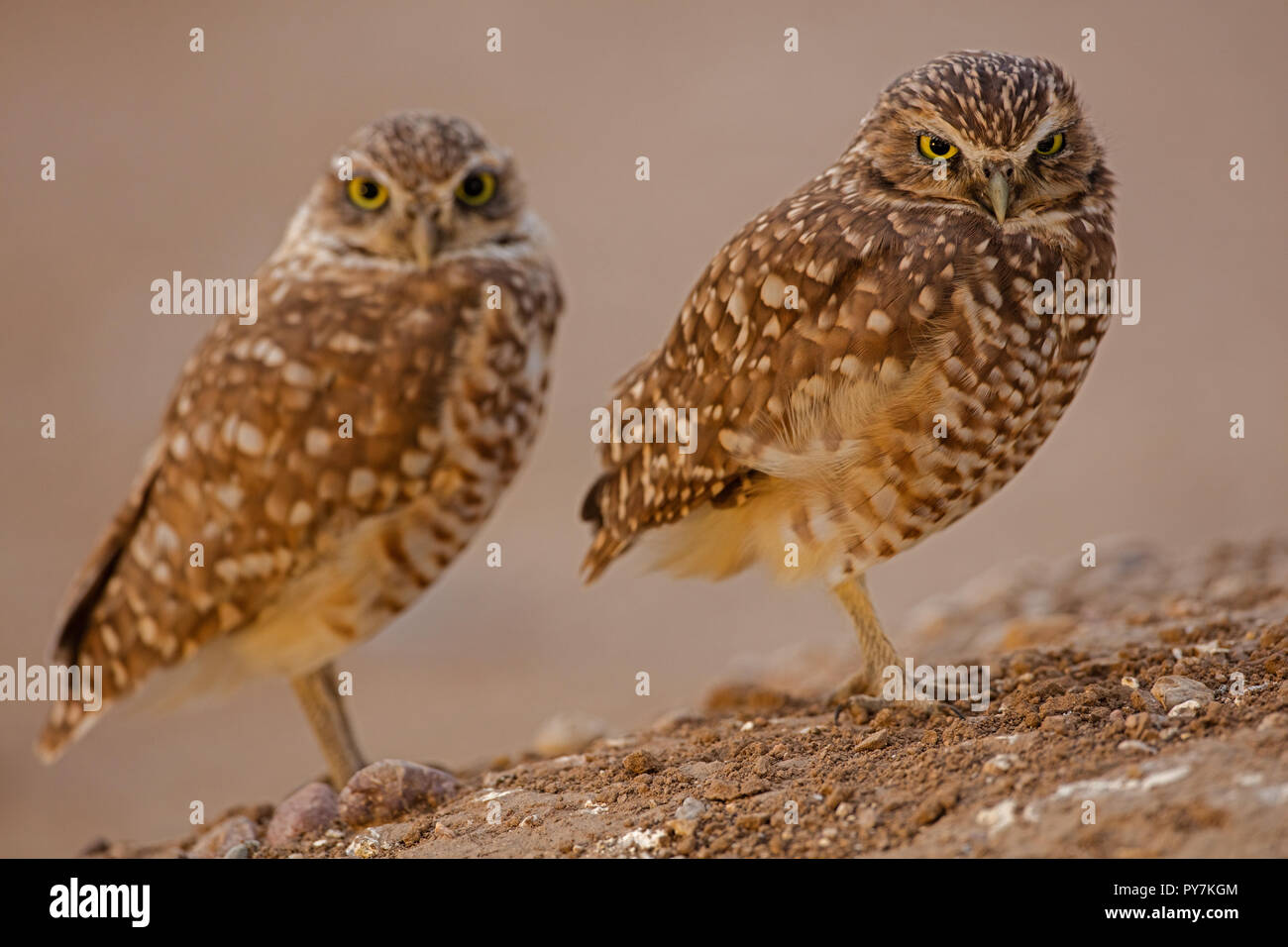 burrowing owl(s), (Athene cunicularia), Arizona Stock Photo